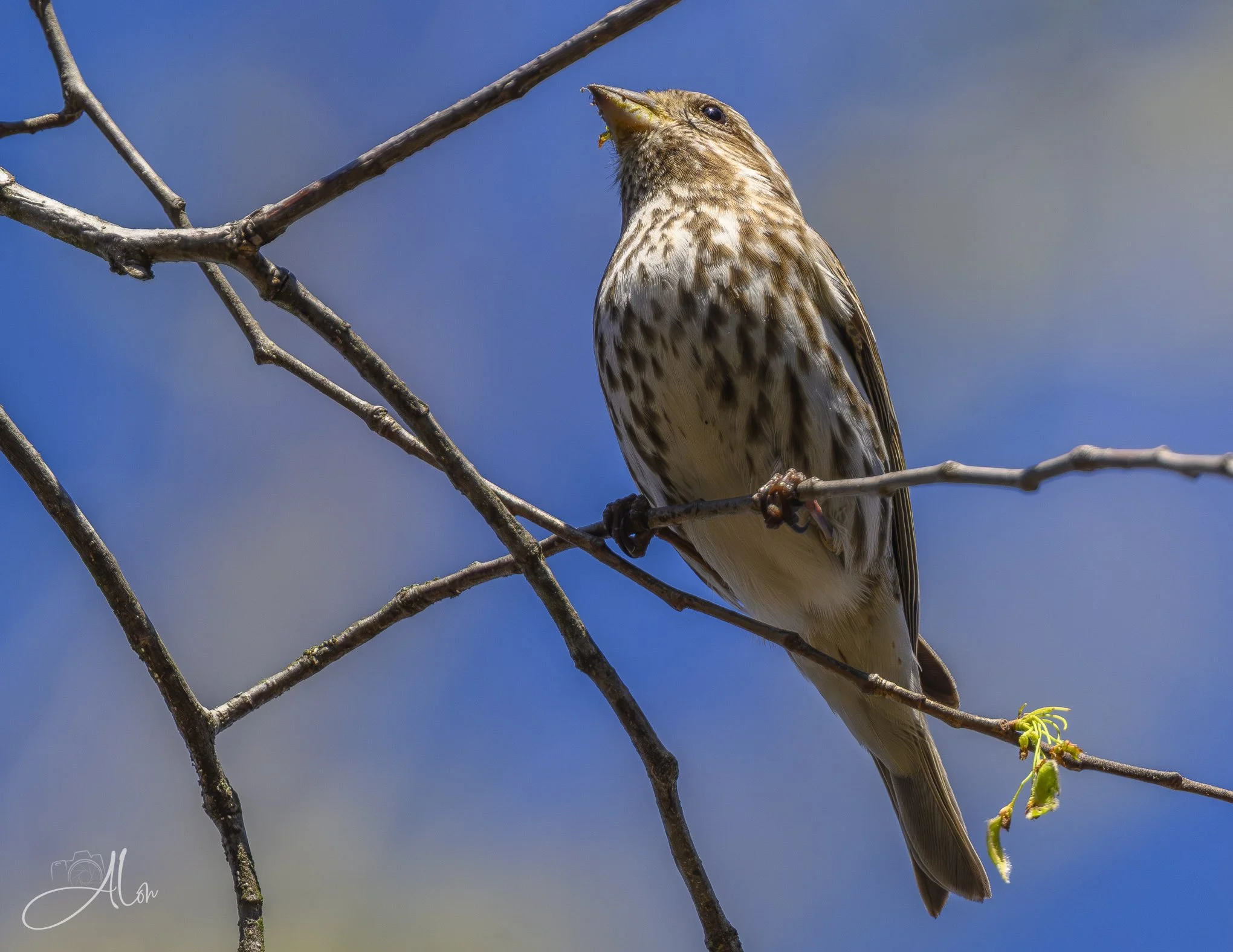 Hankering for Celery
(Purple Finch)
0Z82737