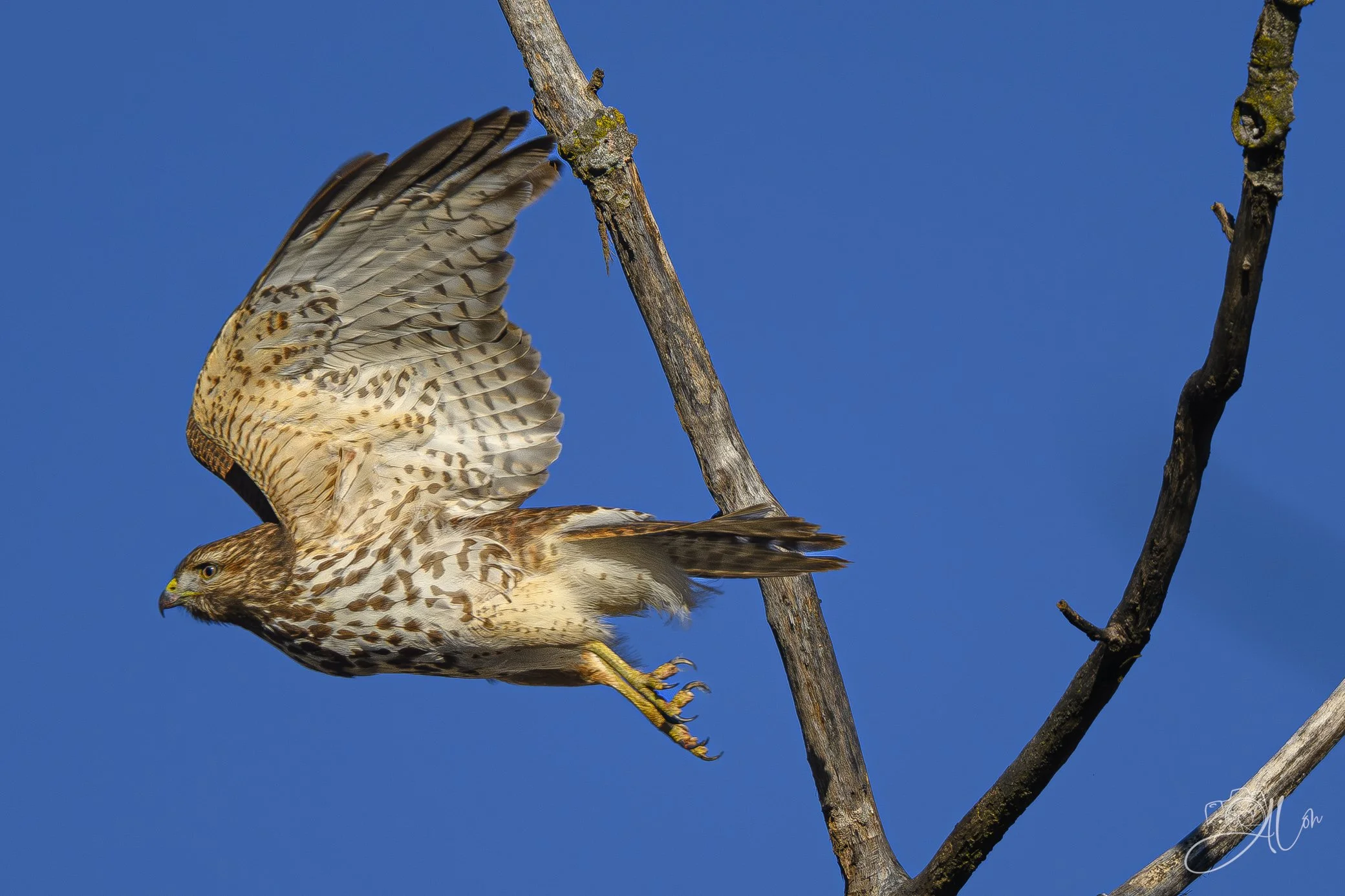 An Awkward Start
(Red-Shouldered Hawk)
0Z80813