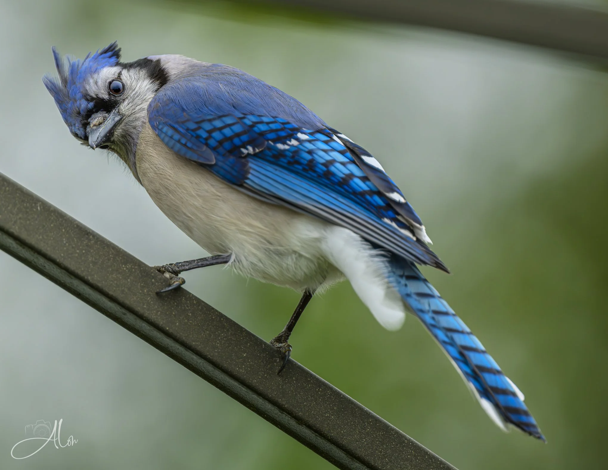Over Arching
(Blue Jay)
0Z89745
