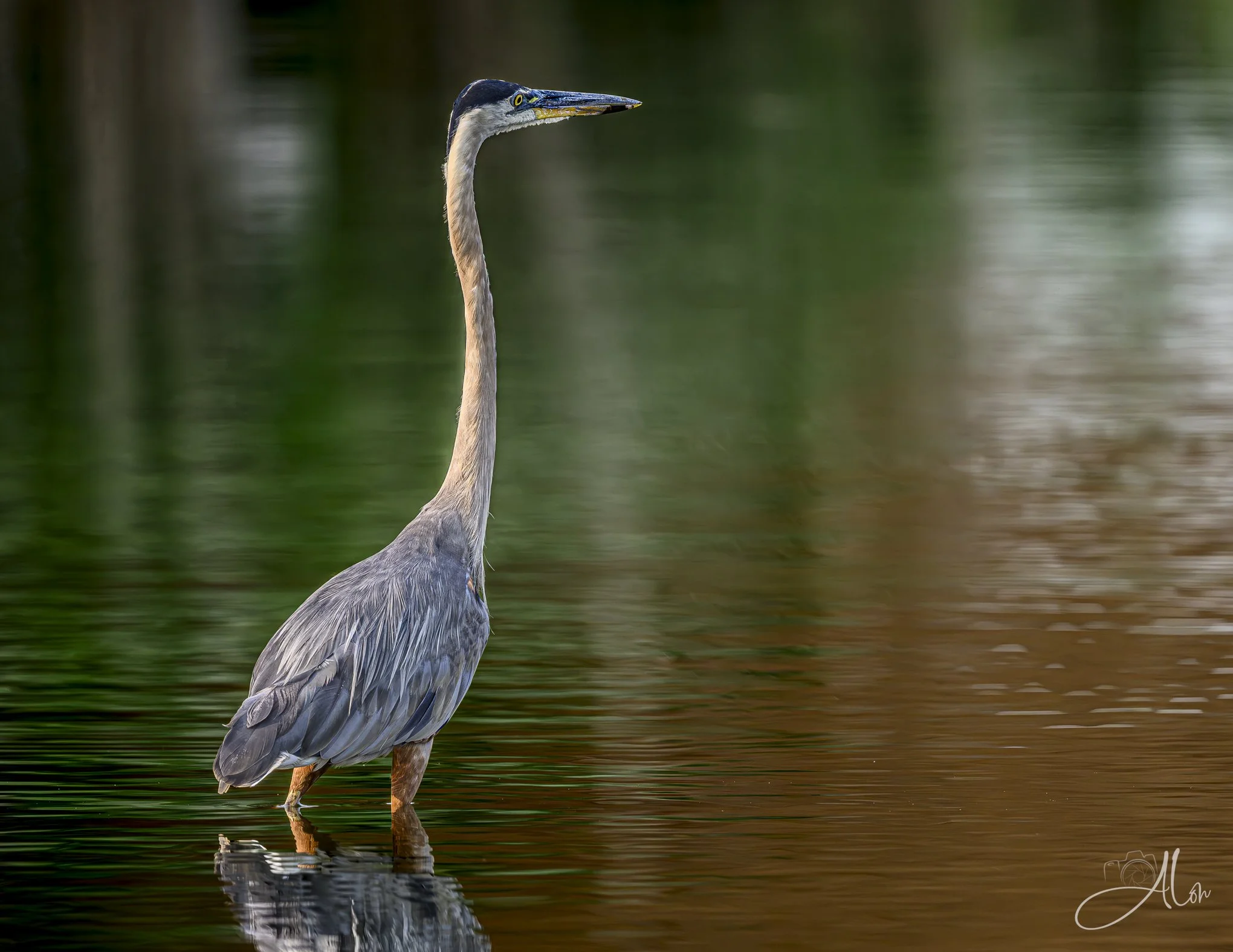 Between Green and Brown (Great Blue Heron) 072926_2982