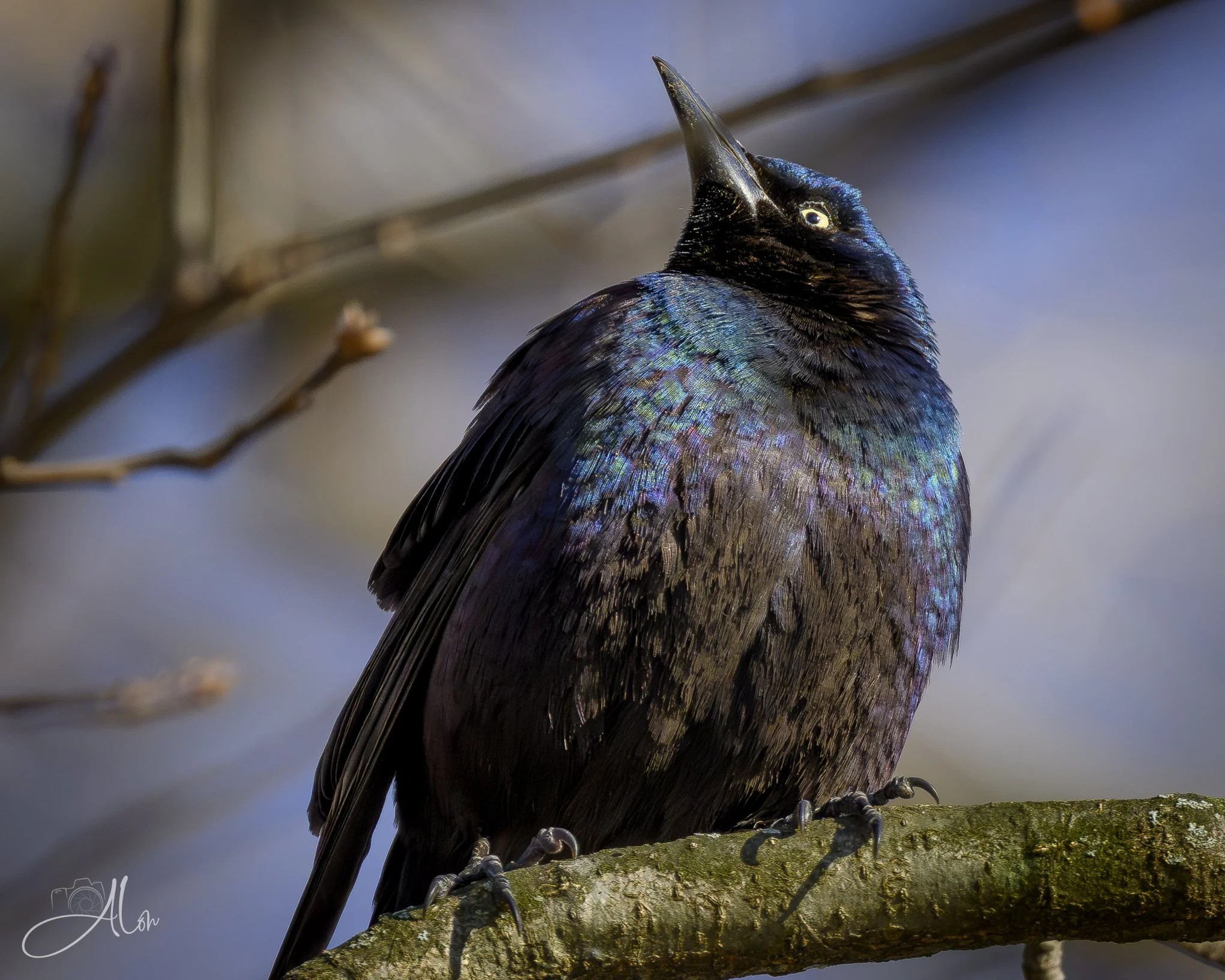 Snob
(Common Grackel)
0Z82560