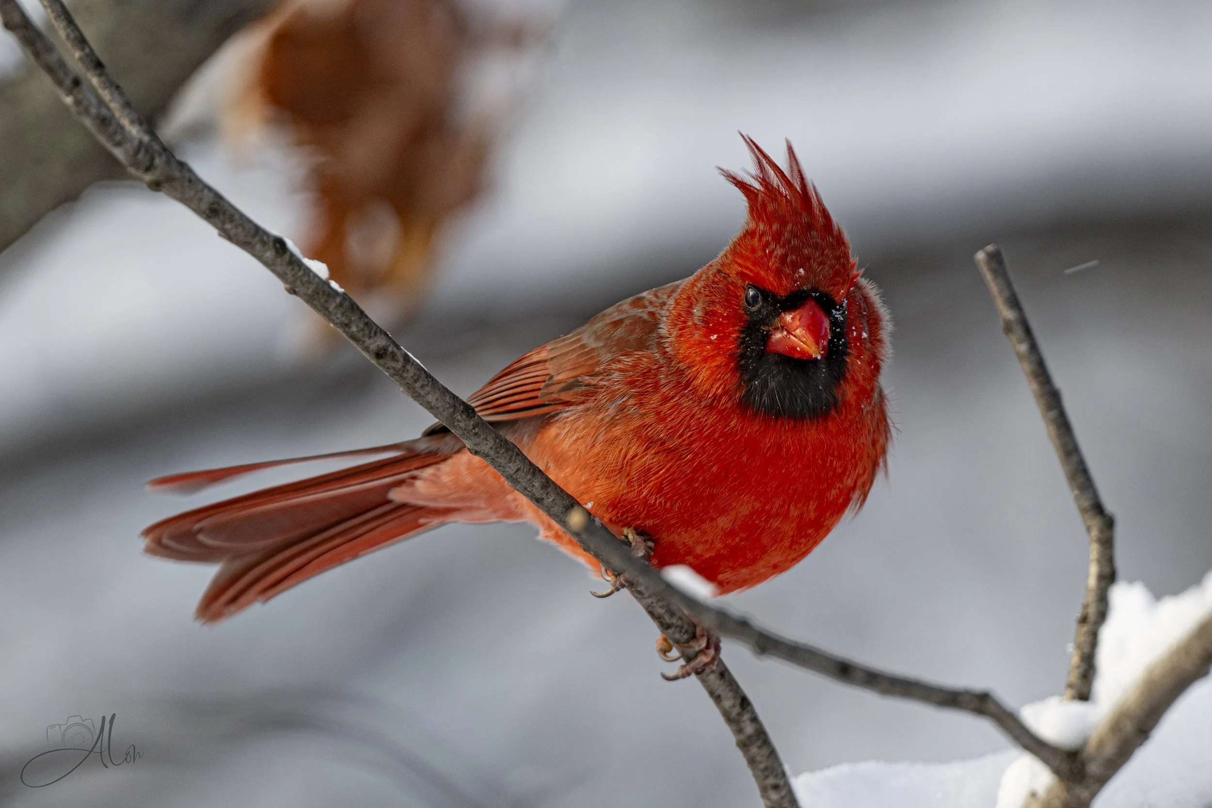 I Can See Right Through You (Northern Cardinal) 0Z87691