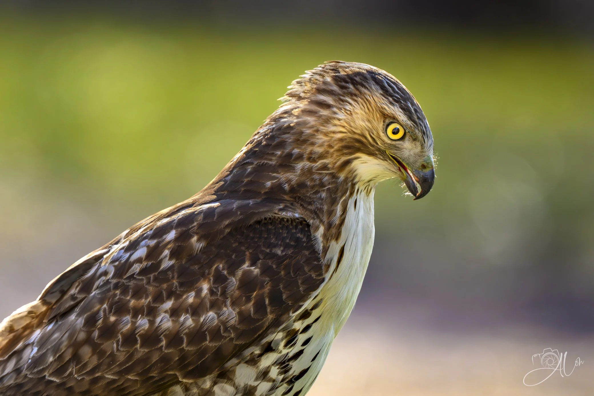 Don't Be a Quitter
(Red-Tailed Hawk)
0Z81375