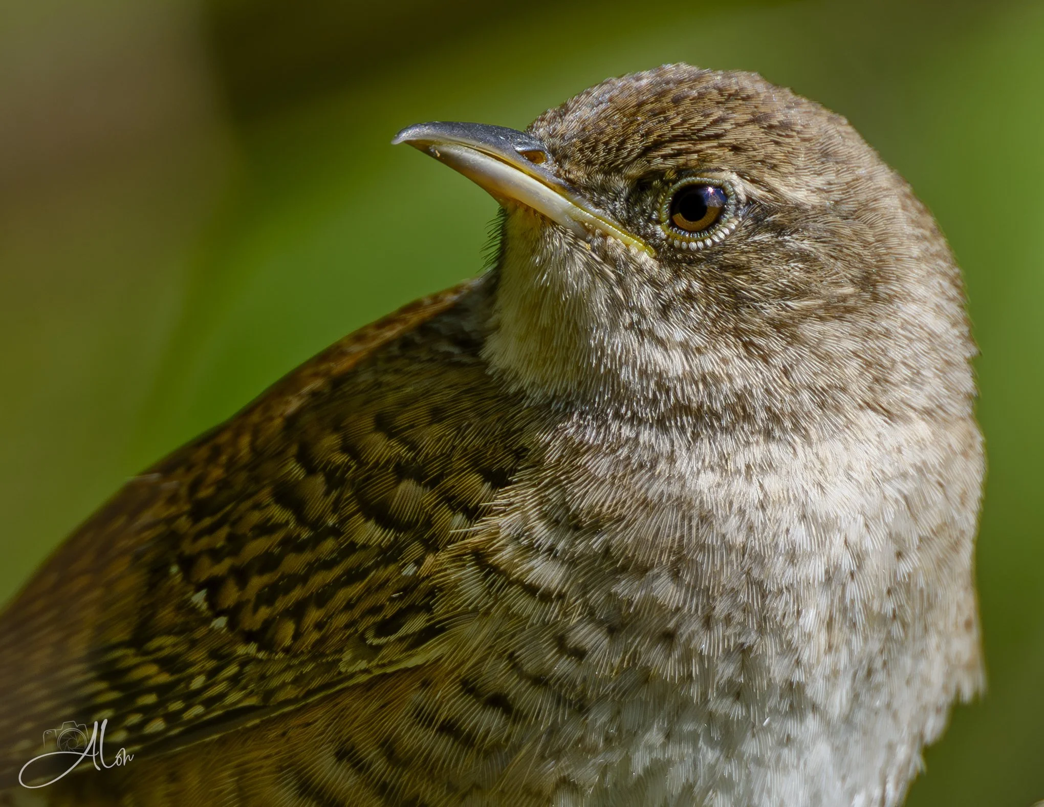 Why So Serious?
(Eastern House Wren)
0Z87105
