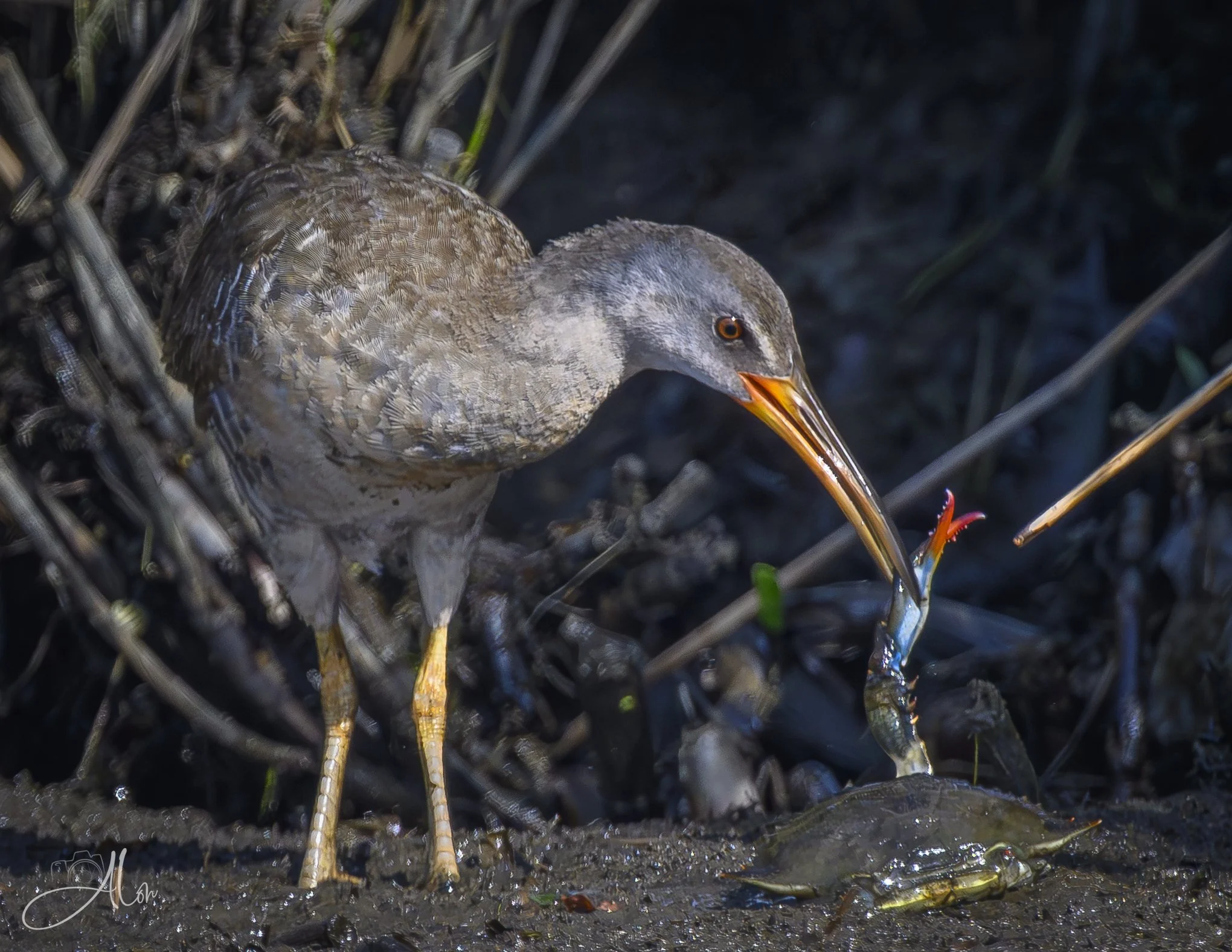 Please Give Me a Hand (Clapper Rail) Z8070426_8993