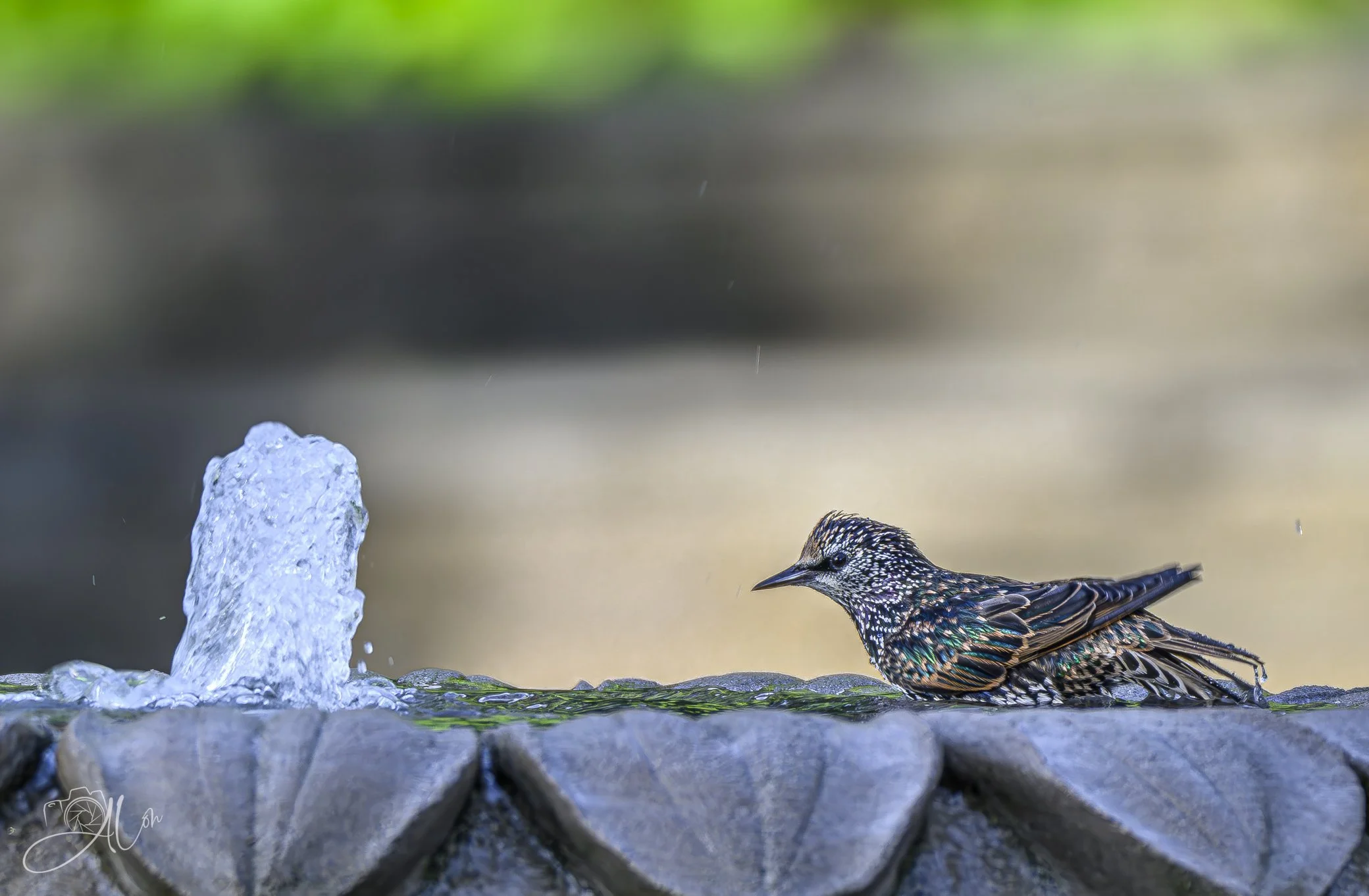 Clarice Takes a Bath
(European Starling)
0Z88834