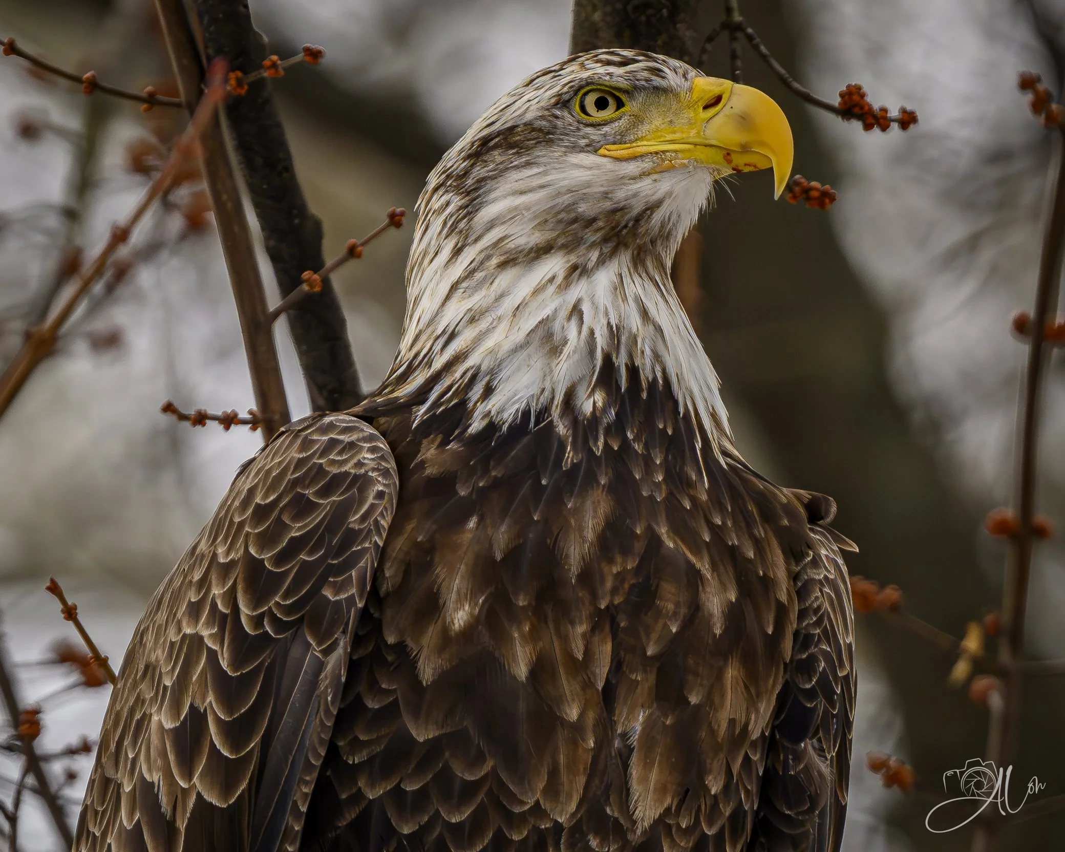 I Got This!
(Bald Eagle)
0Z88699