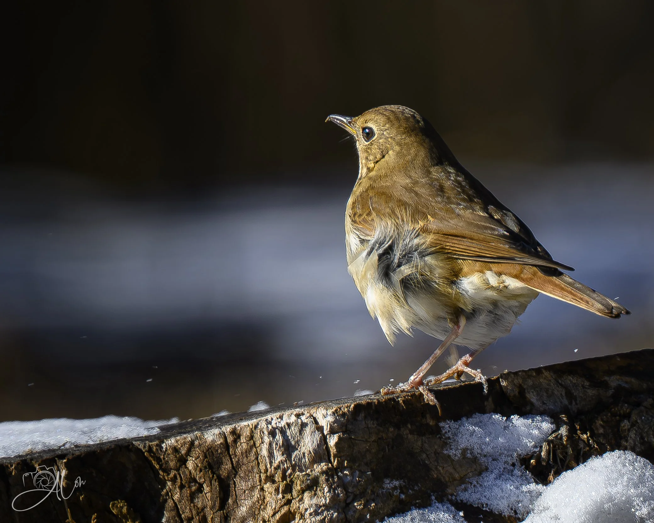 Off In the Distance
(Hermit Thrush)
0Z86512