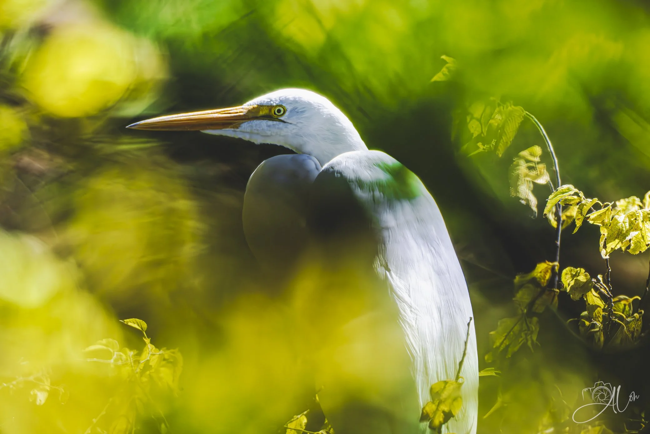 Green/Gold Bokeh
Great Egret
0Z87366