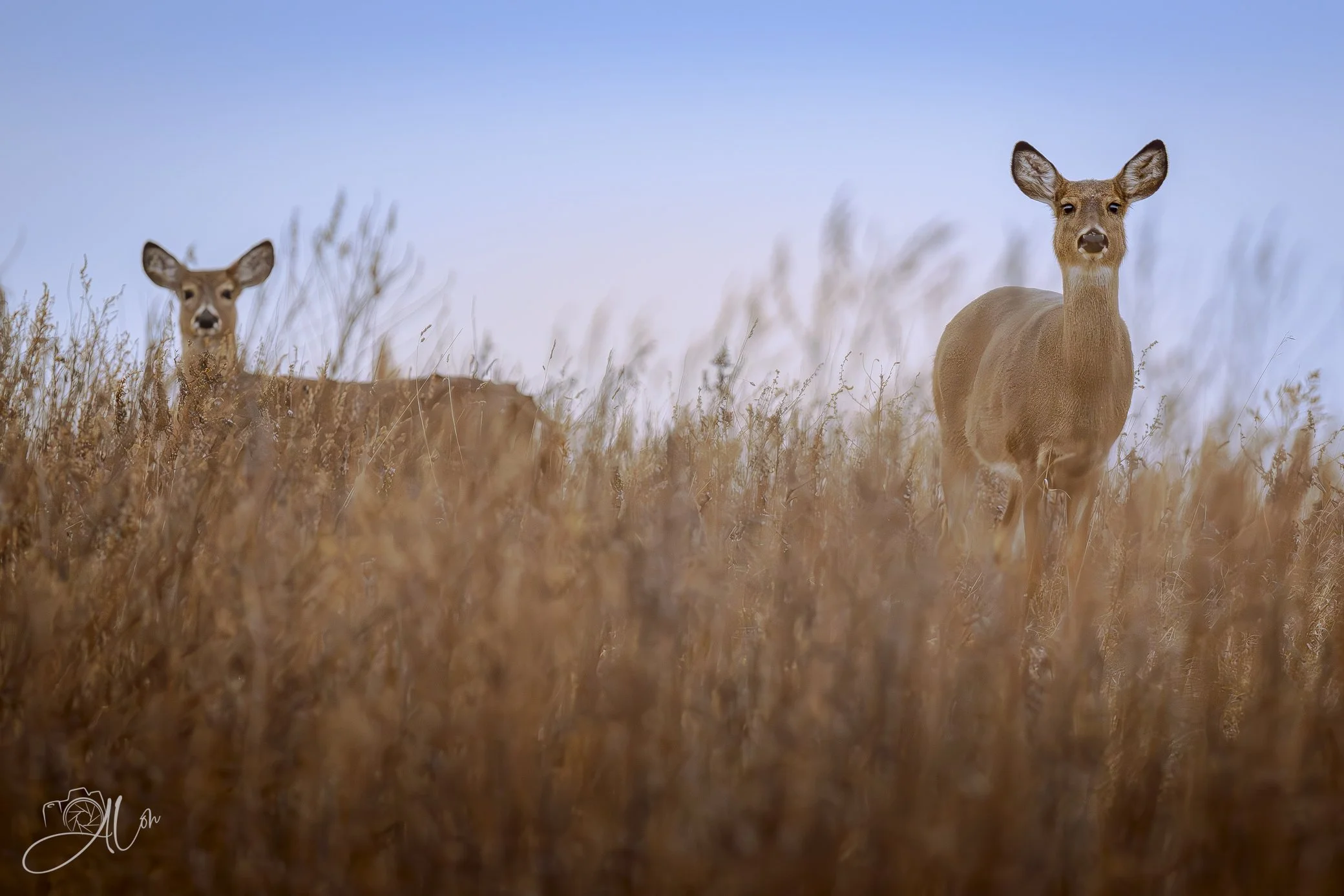Cresting the Hill
(White-Tailed Deer)
0Z82382