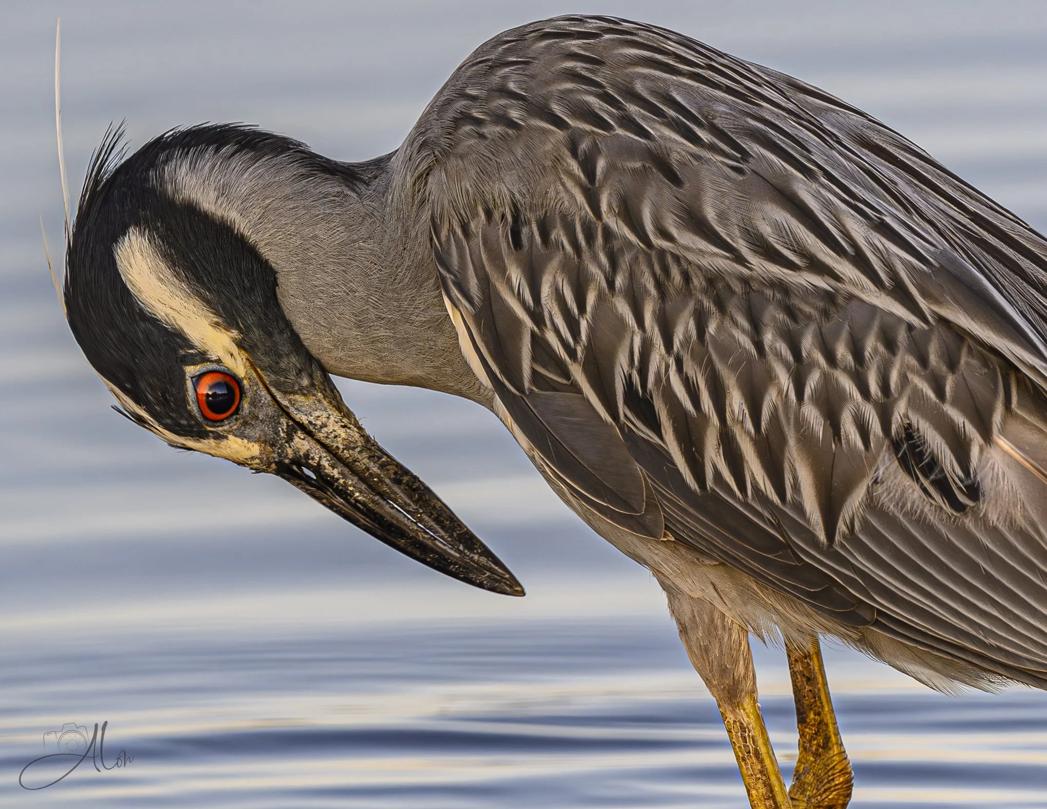 Elbow Inspection (Yellow-Crowned Night Heron) Z8070226_8672