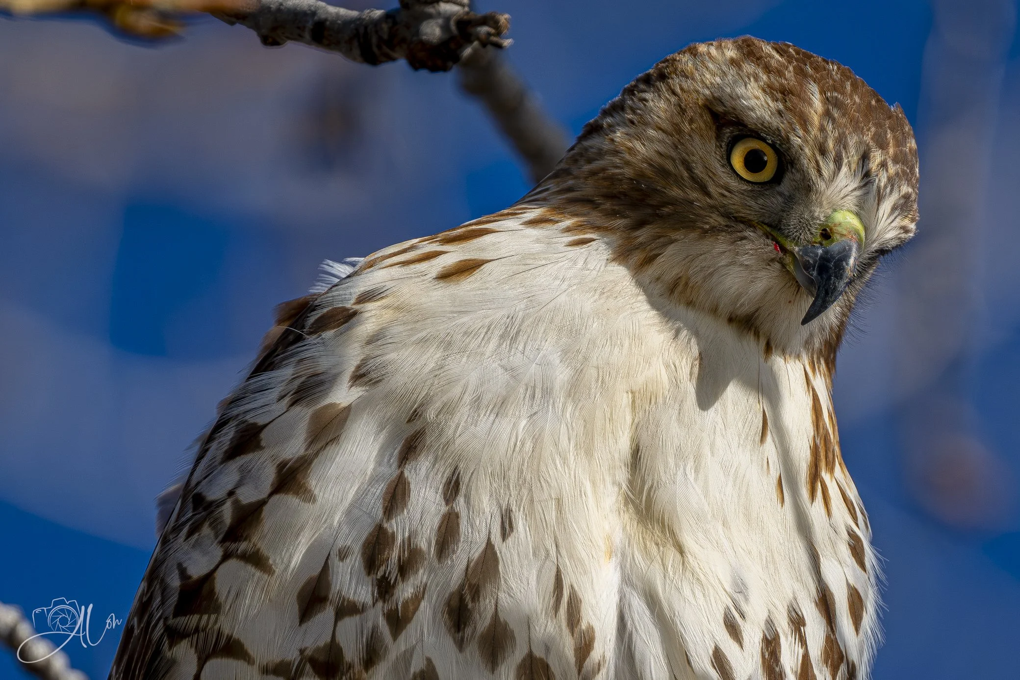 Precarious
(Red-Tailed Hawk)
0Z81438