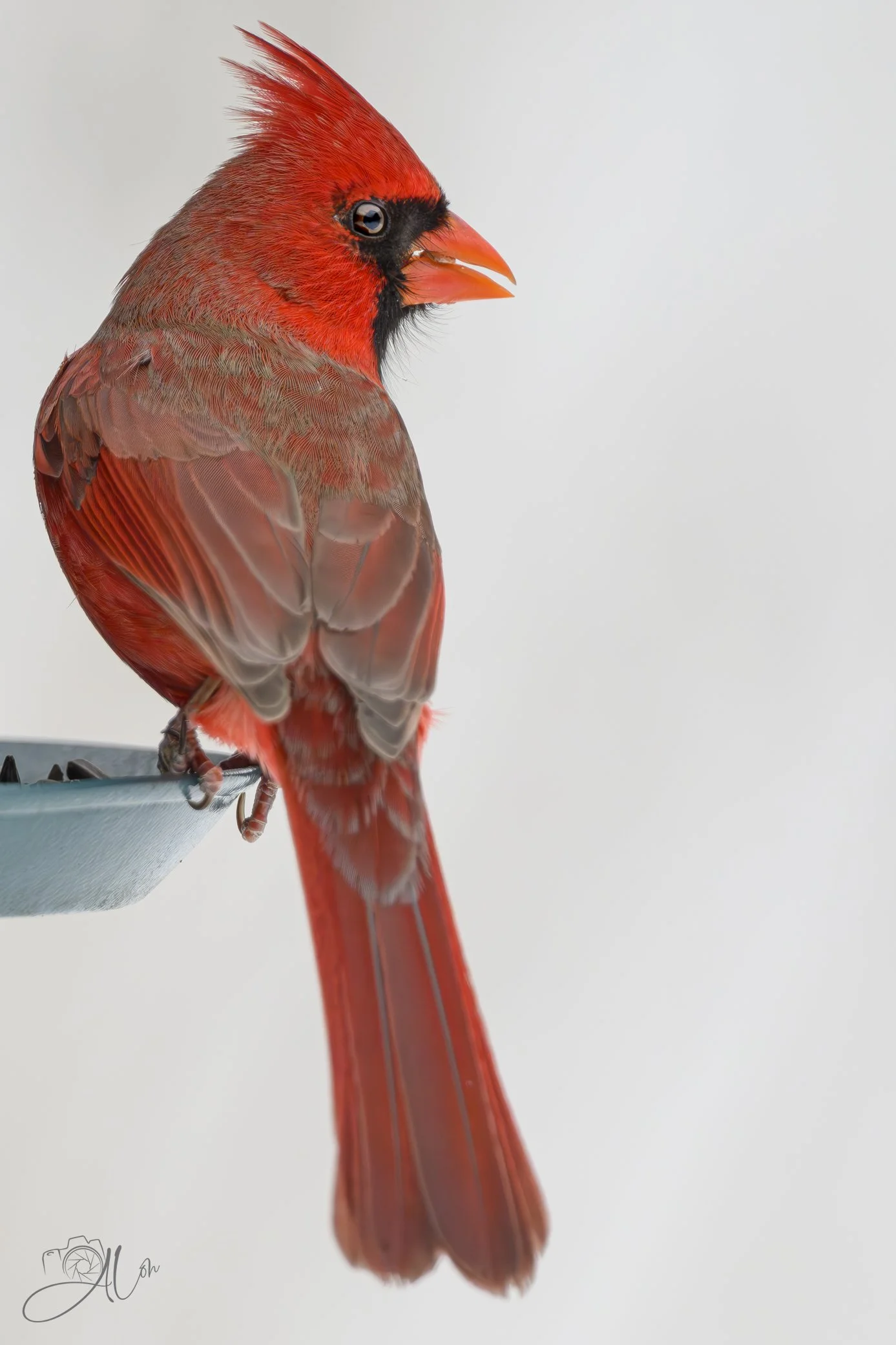 First to the Meeting Spot
(Northern Cardinal)
0Z89389