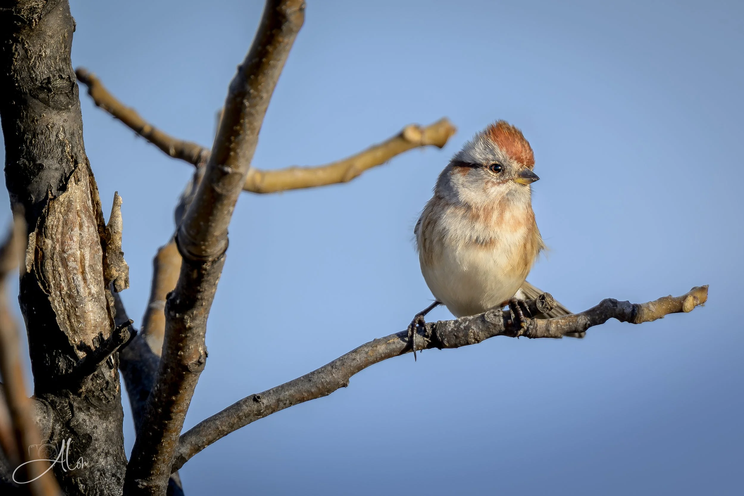 The Long Road Ahead (American Tree Sparrow) 0Z80355