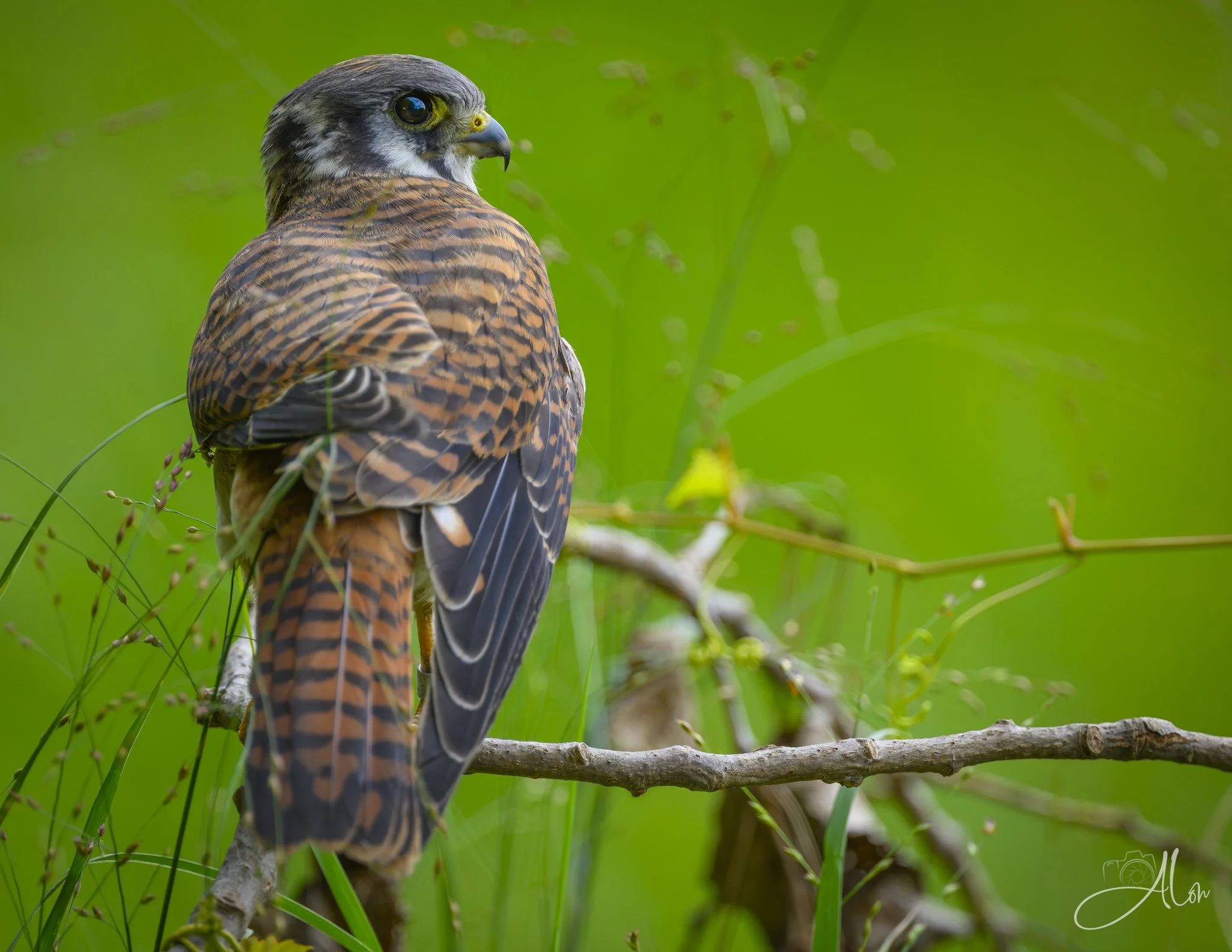 NY Native (American Kestrel) 081226_0079