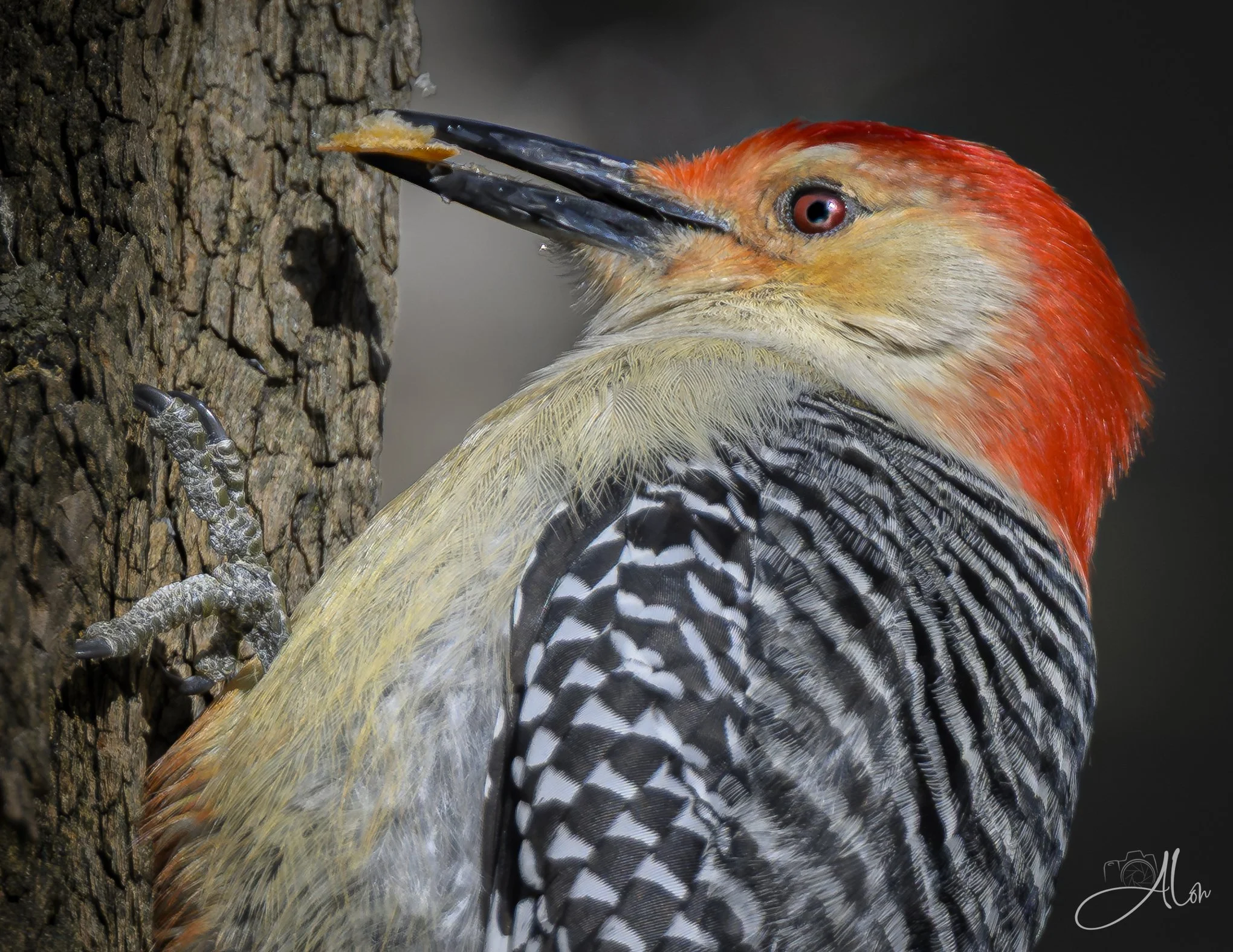 Honeycomb
(Red-Bellied Woodpecker)
0Z82475