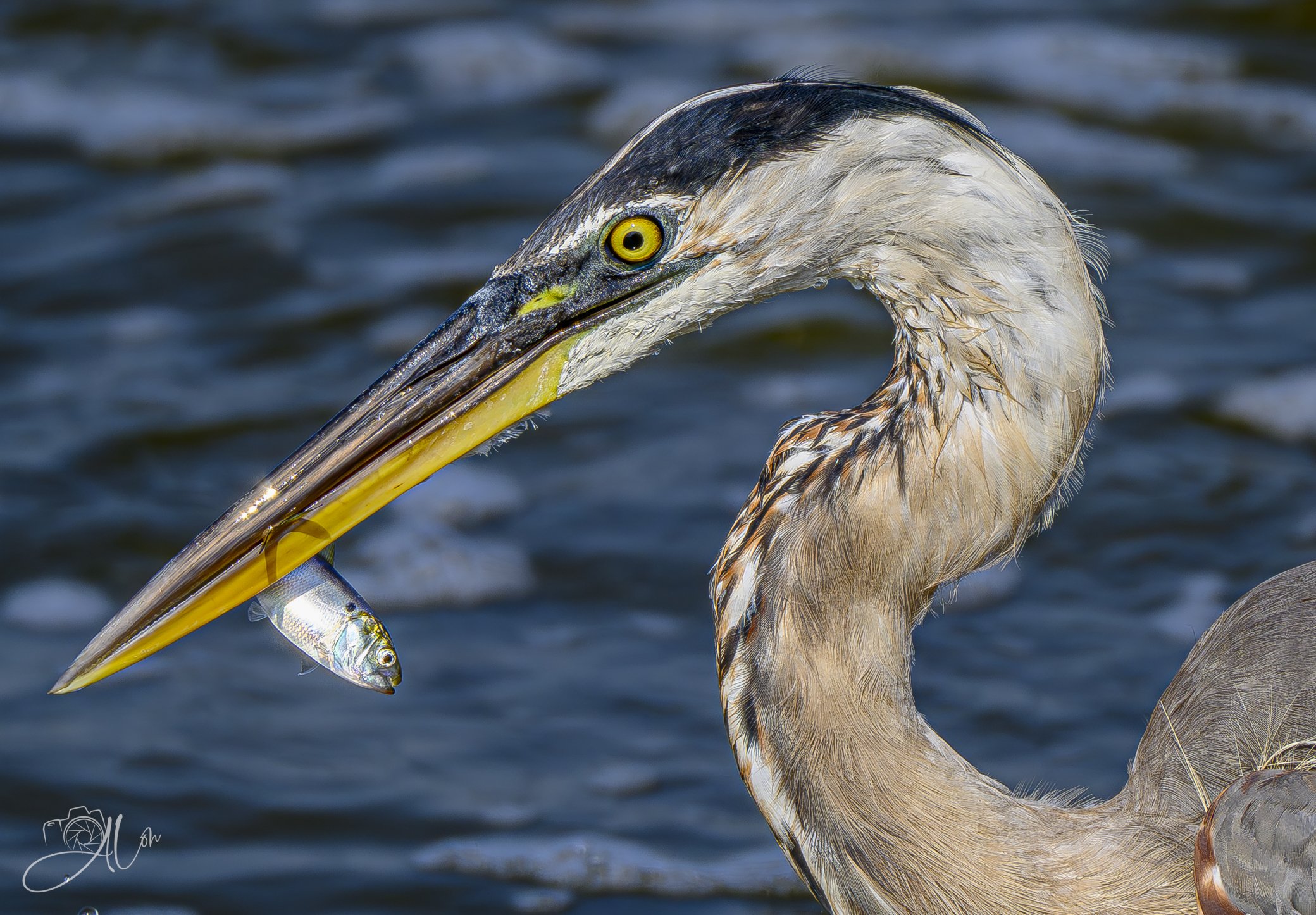 Like a Fish Out of Water
(Great Blue Heron
0Z82010