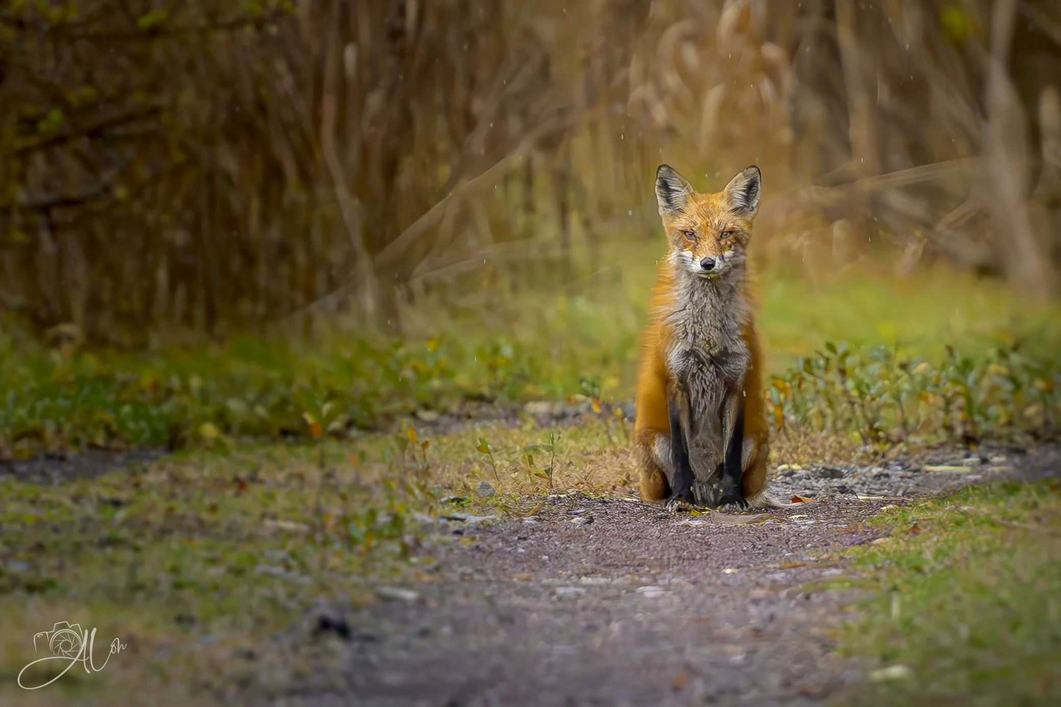 Guarding the Path
(Red Fox)
0Z82071