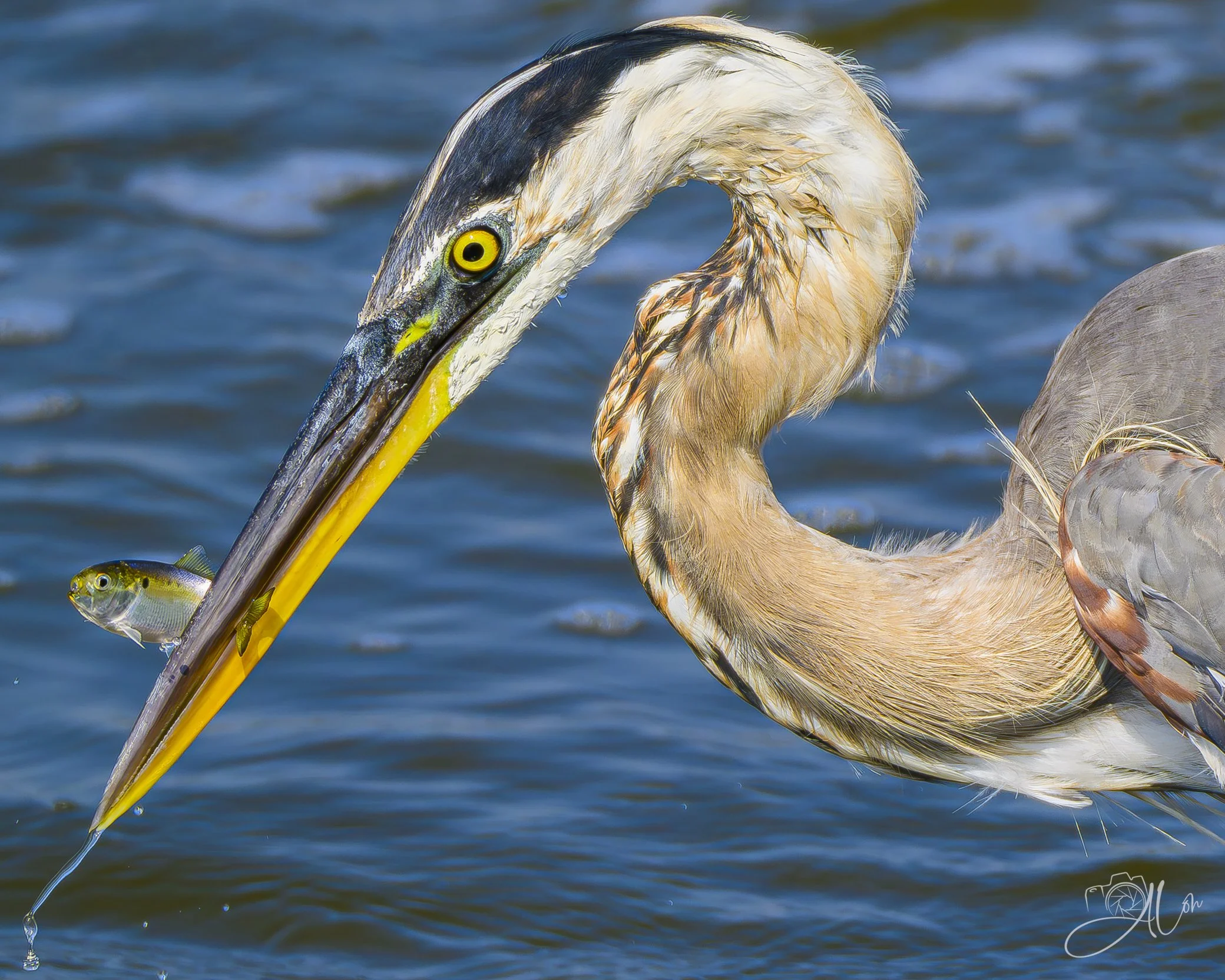 Forceps, Please
(Great Blue Heron)
0Z81997