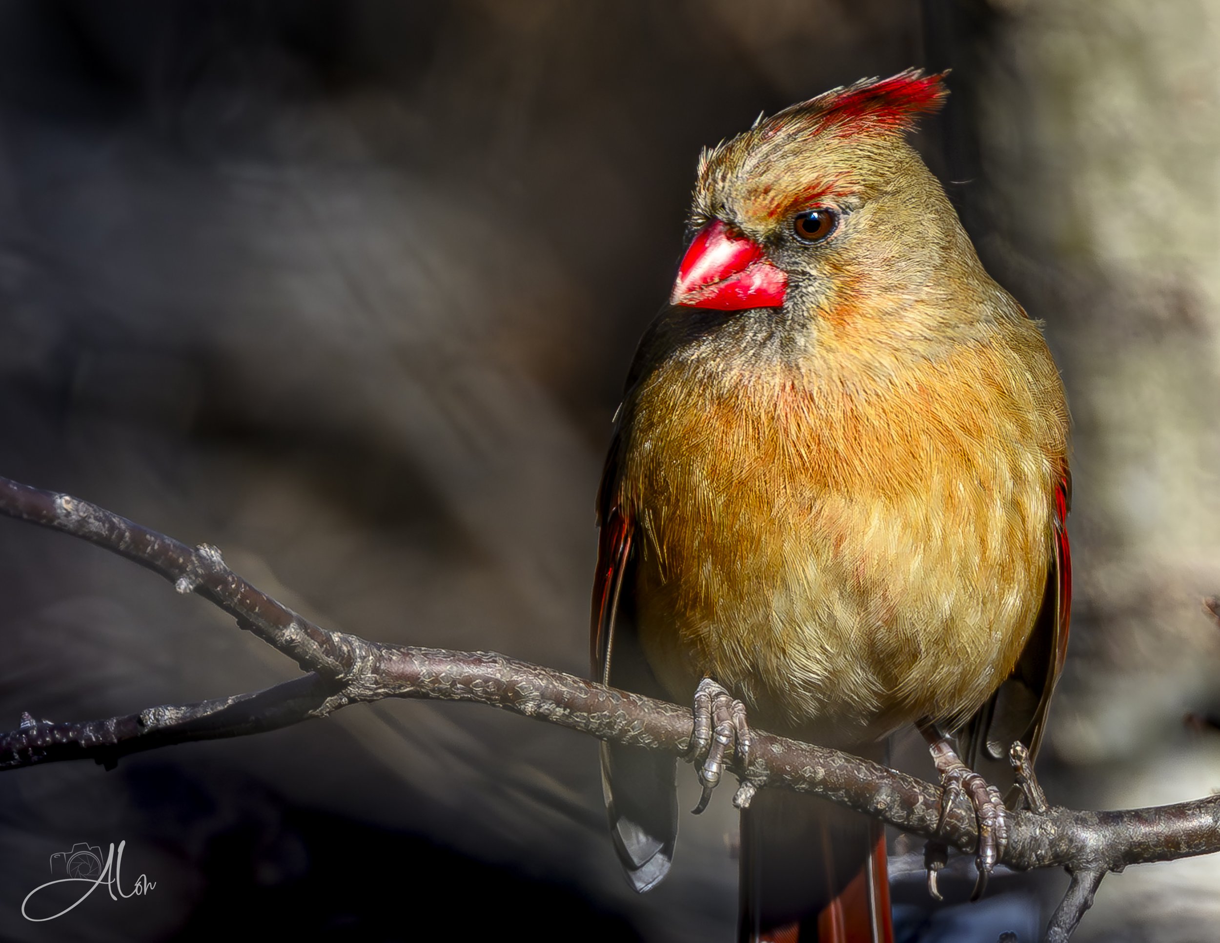 Satisfaction (Northern Cardinal) 0Z80483