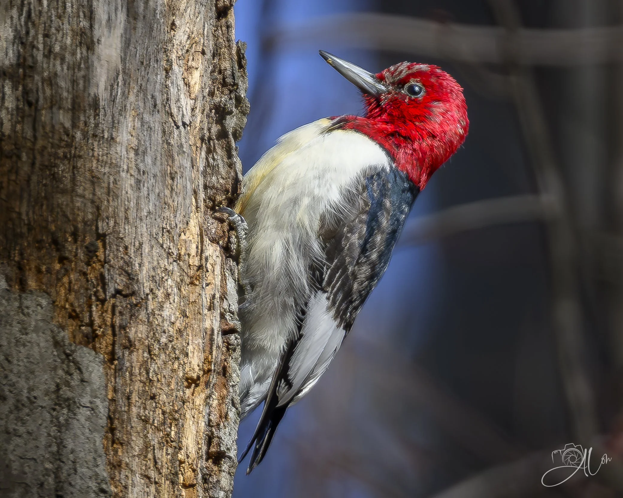 Stage 5 Clinger
(Red-Headed Woodpecker)
0Z86689