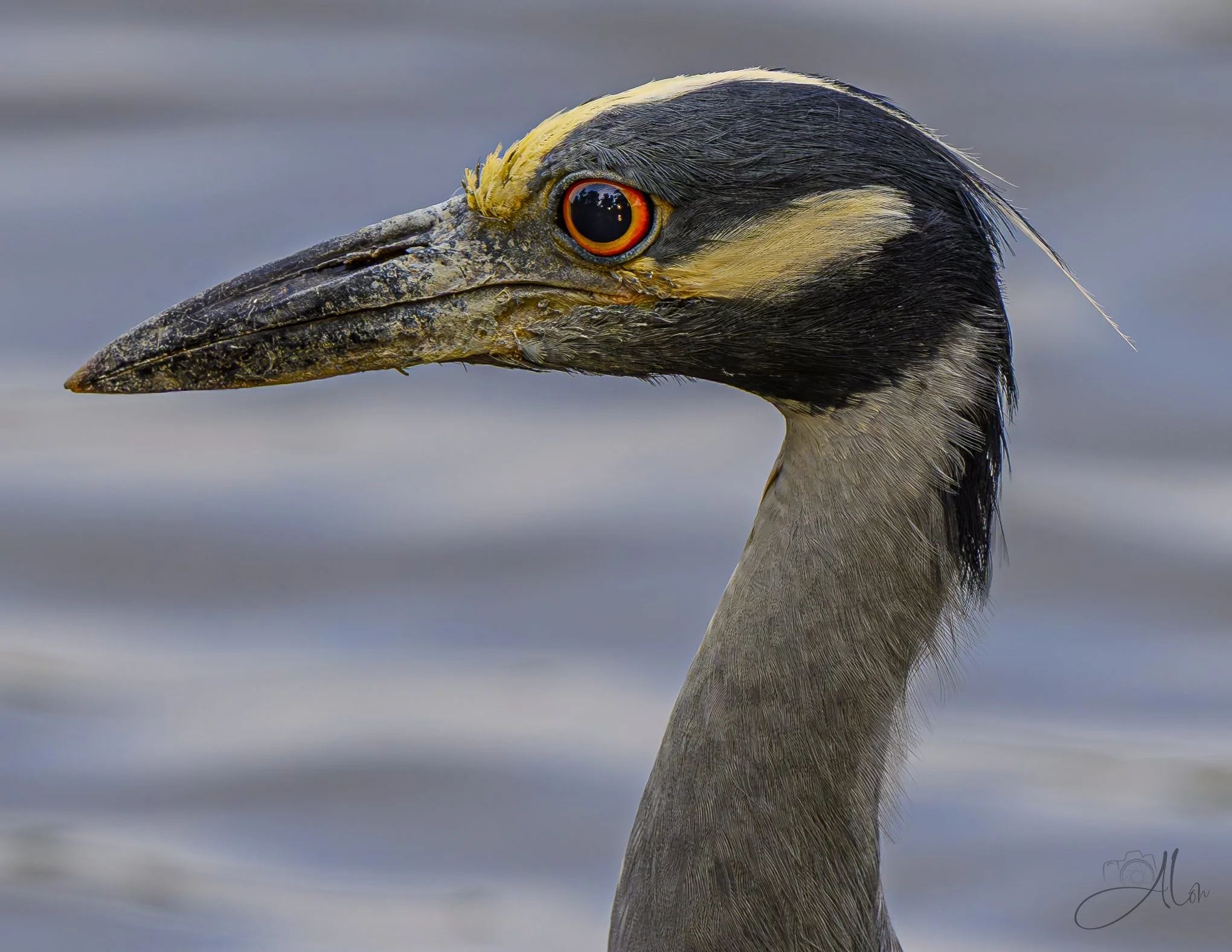 Seeing the Sunset (Yellow-Crowned Night Heron) 20260724_0034