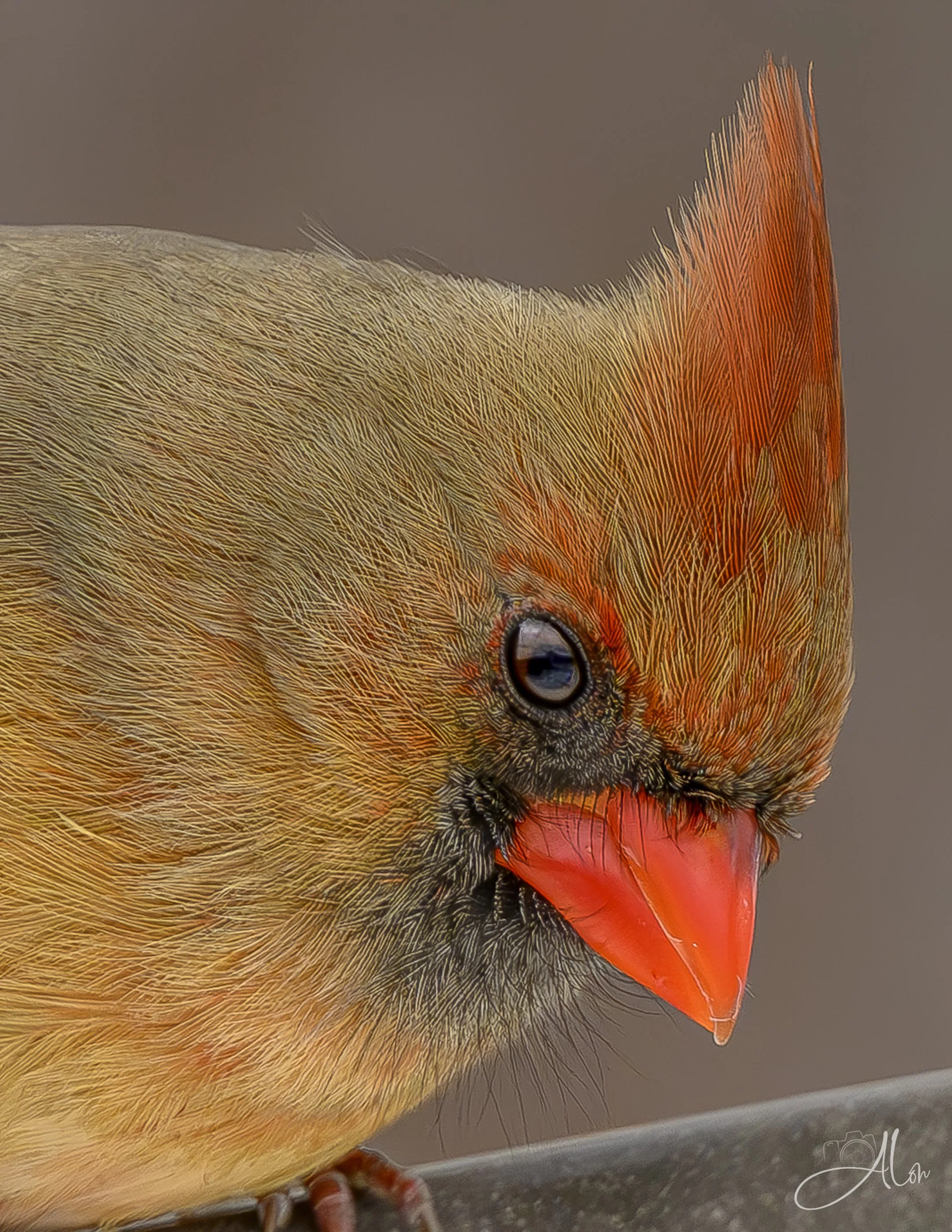 Contemplation (Northern Cardinal) 0Z89245