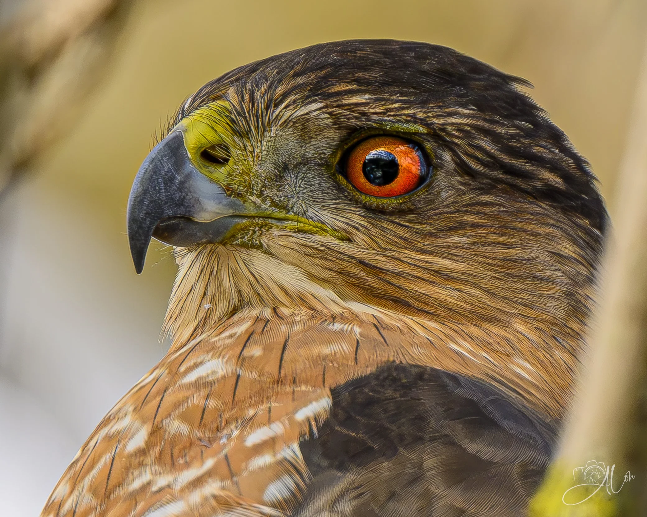 Don't Come Any Closer!
(Cooper's Hawk)
0Z84711