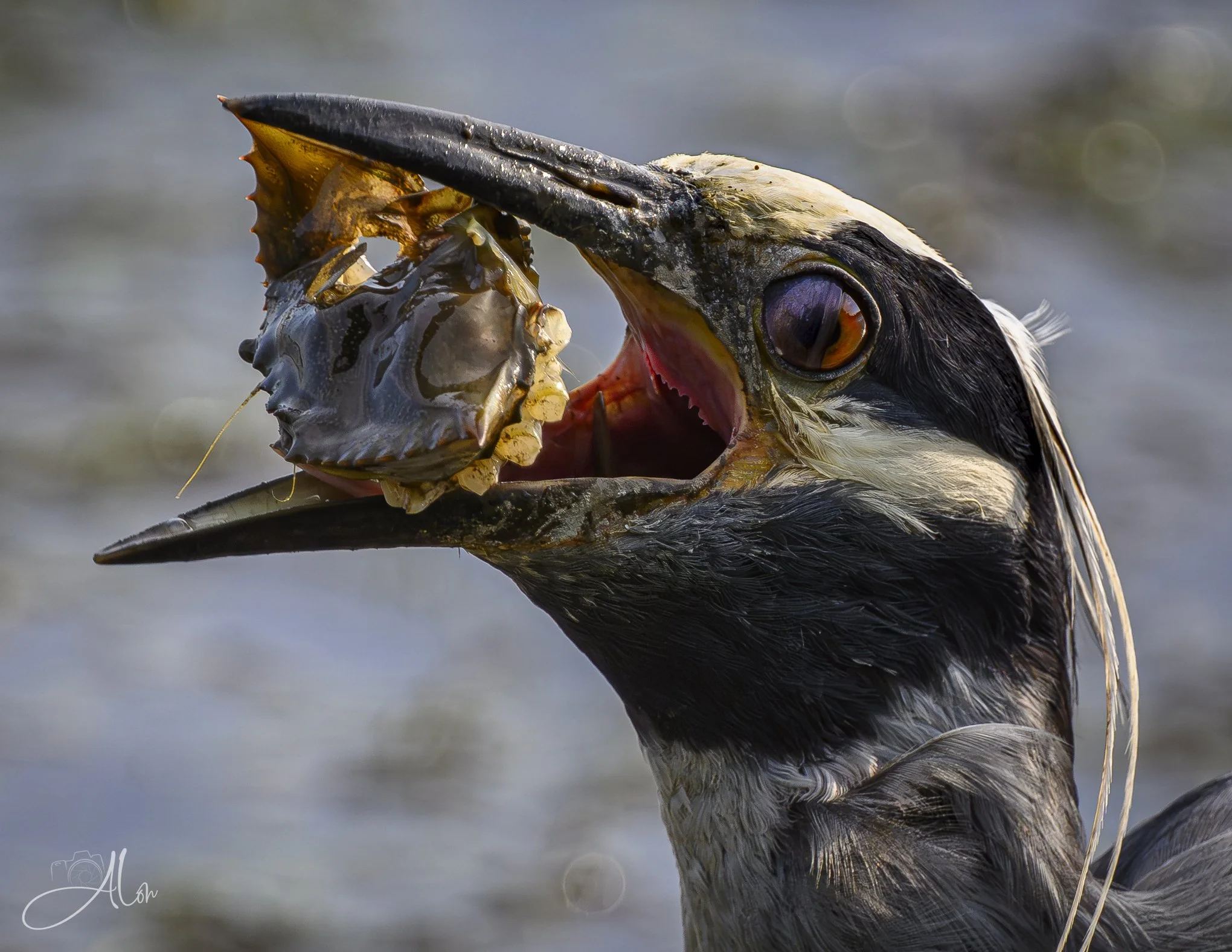 Jagged Edge (Yellow-Crowned Night Heron) Z8063026_8388