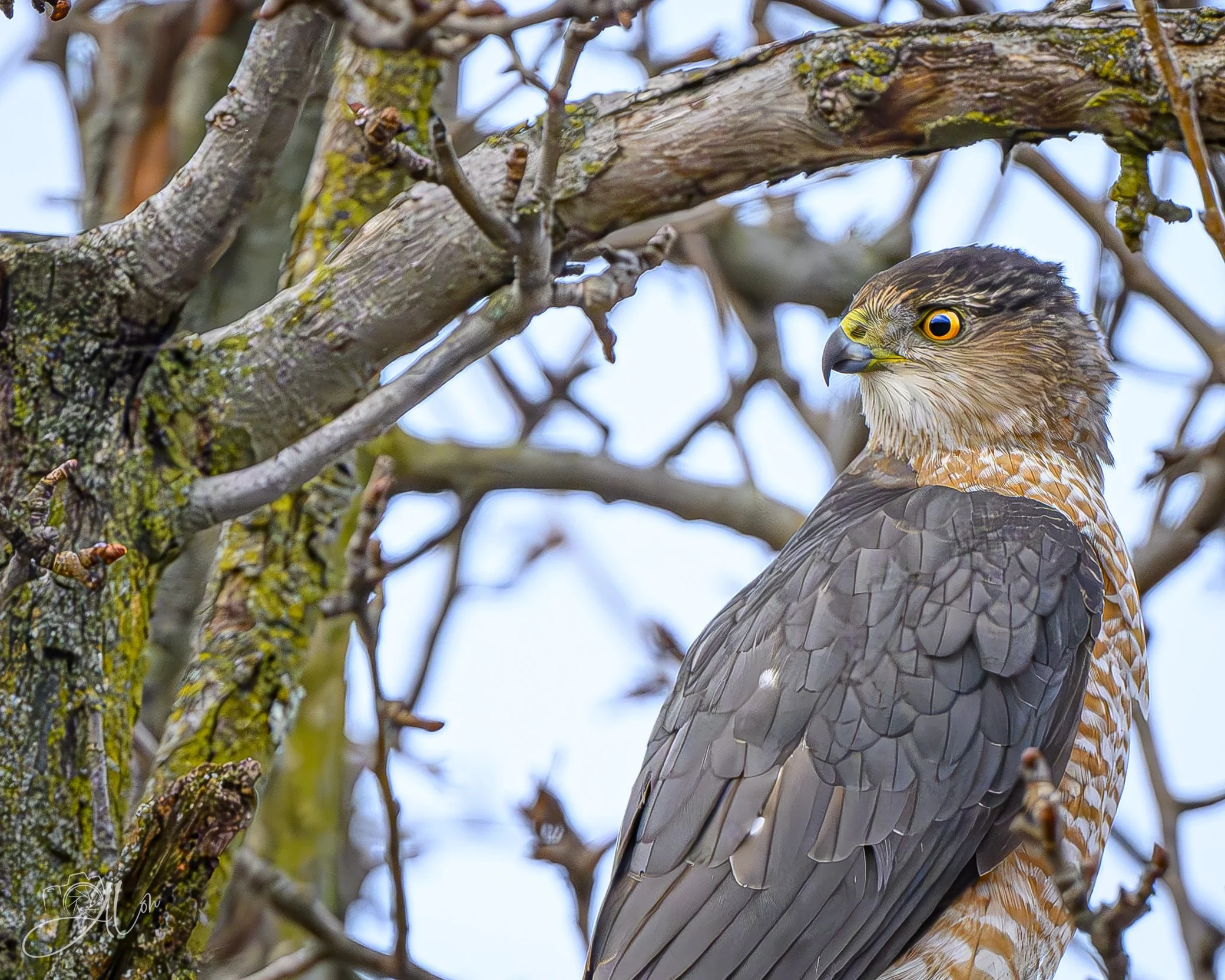 That Sneaky Feeling
(Sharp-Shinned Hawk)
0Z84634
