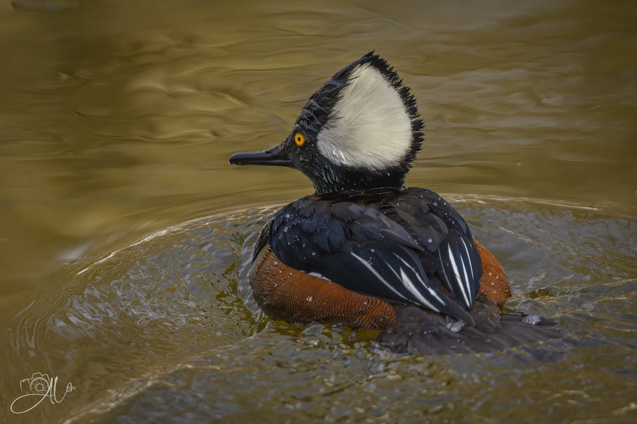 Crown of Creation
(Hooded Merganser)
0Z80881