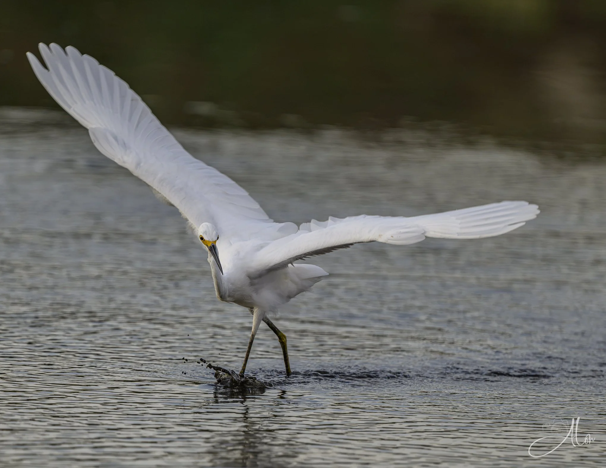 Ta Da!!!! (Snowy Egret) 082826_6363