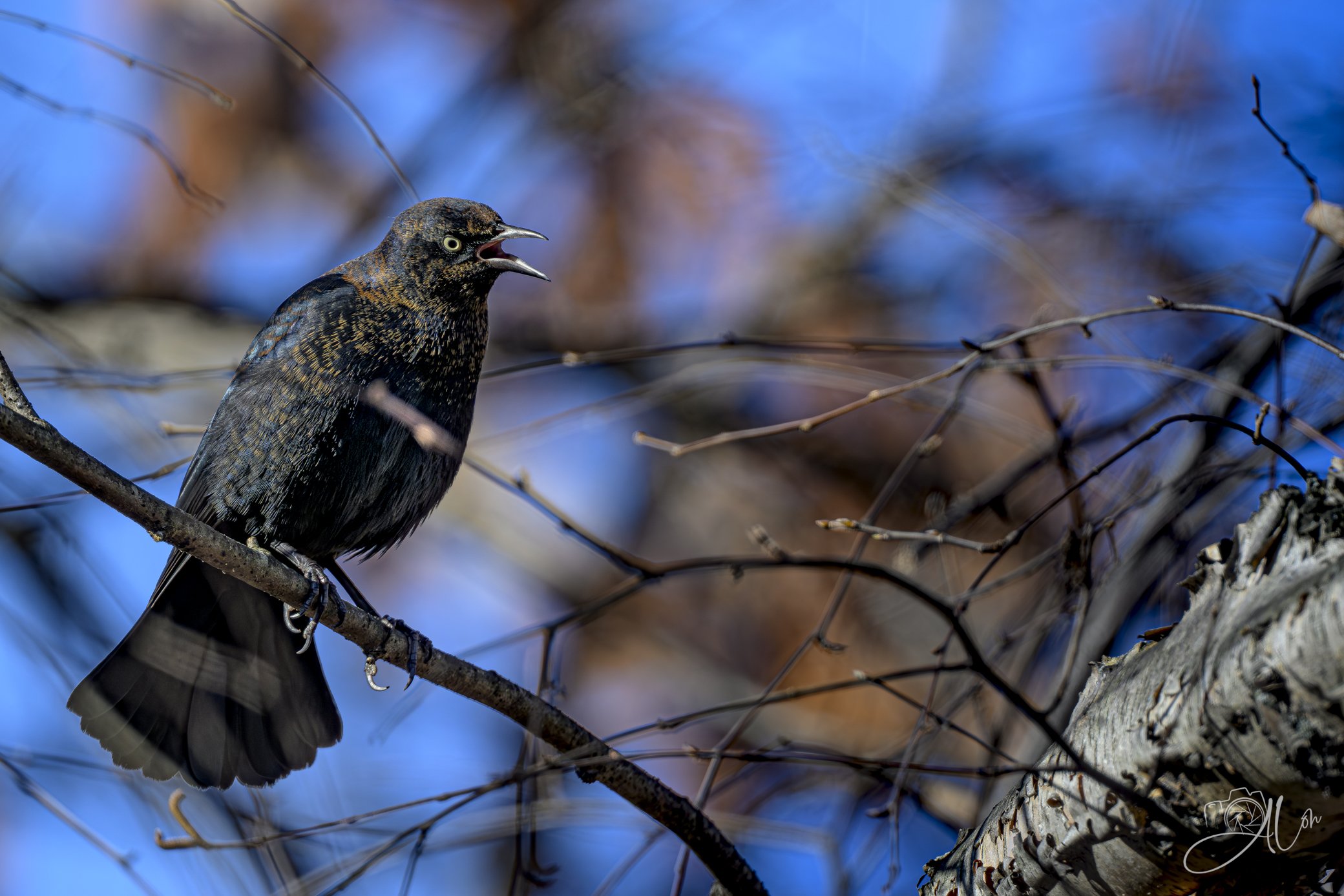 Squawkbox
(Rusty Blackbird)
0Z89204