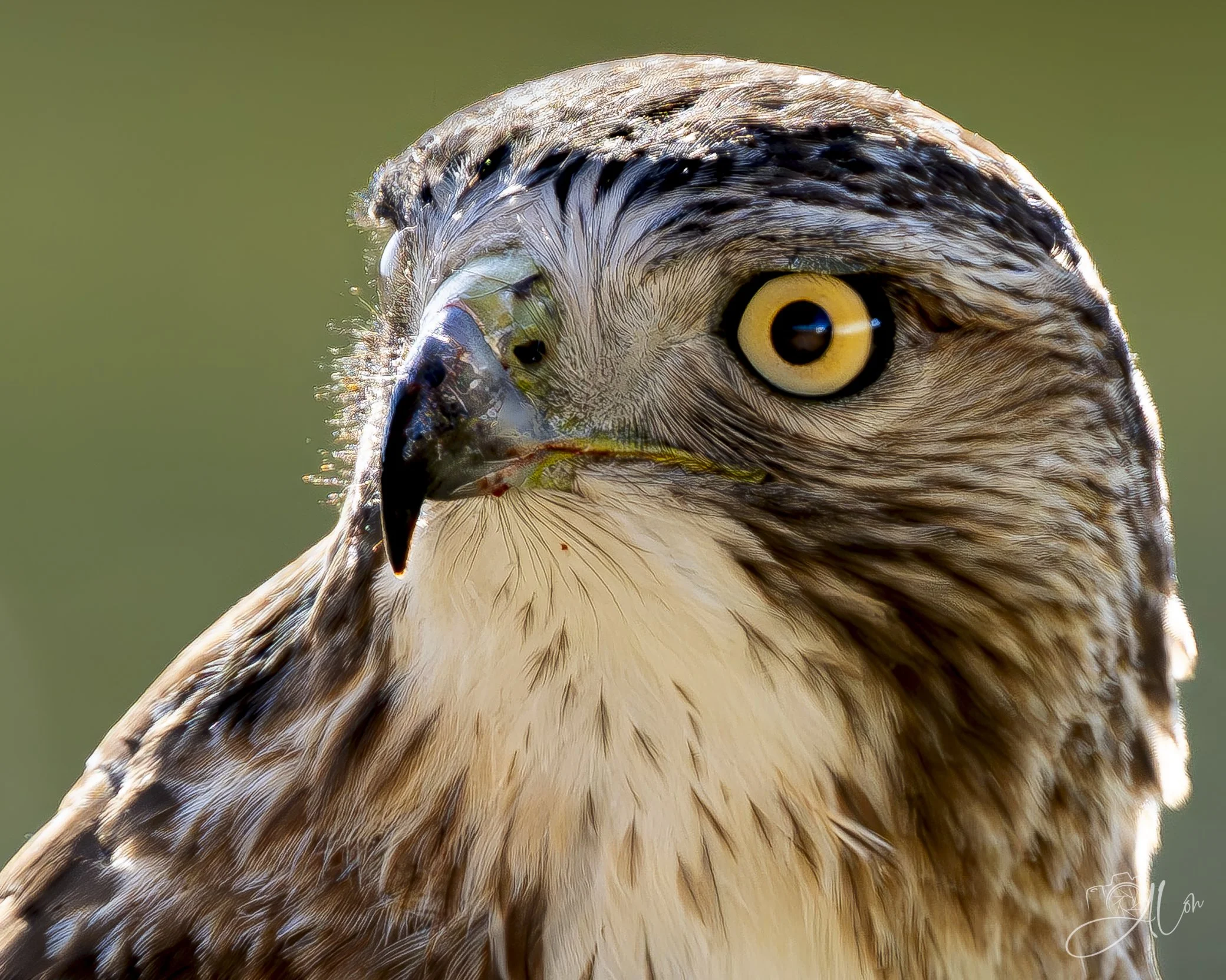 You're Seriously Not Going to Leave Me Alone!
(Red-Tailed Hawk)
0Z81394