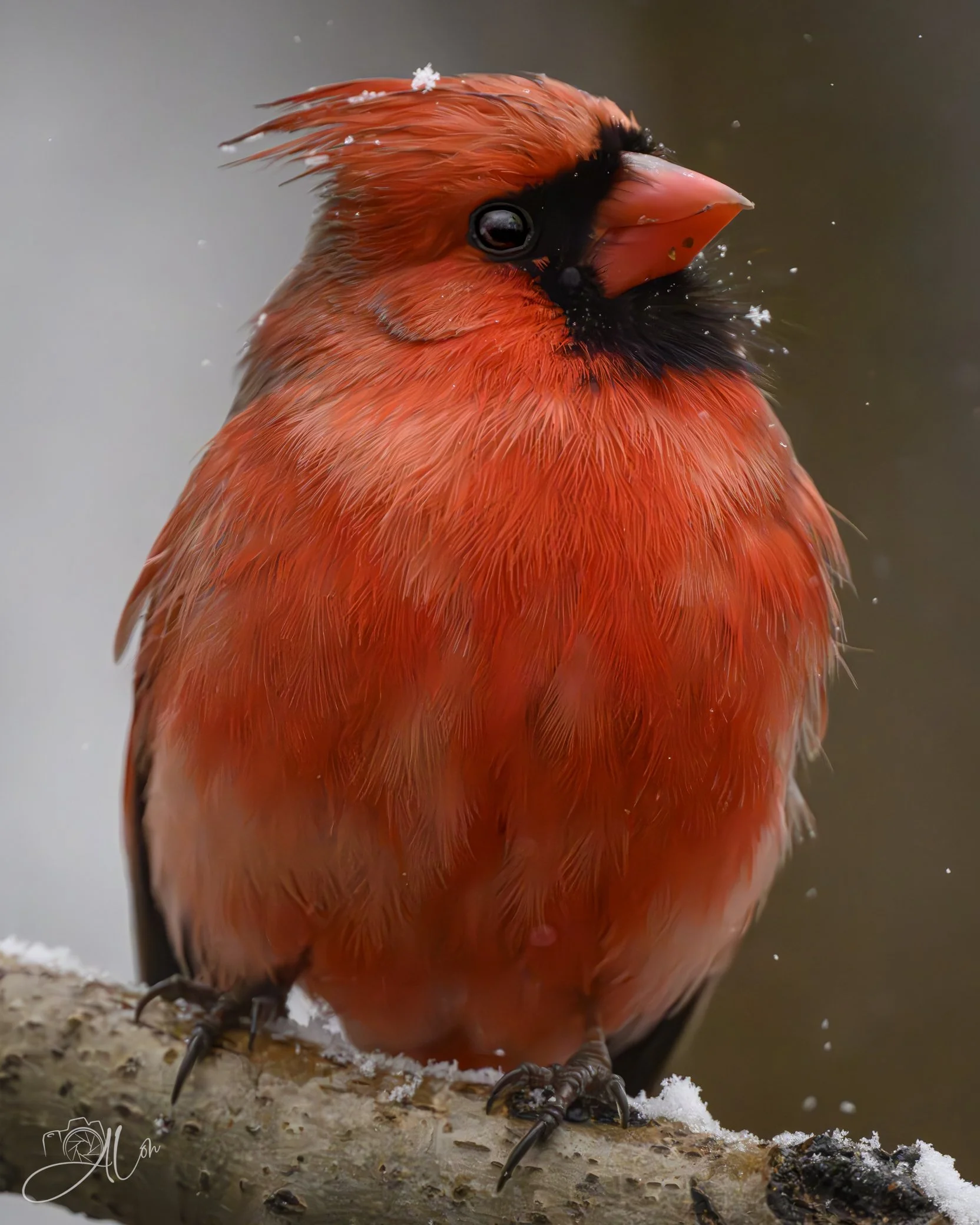 Just Wonderin'
(Northern Cardinal)
0Z86796