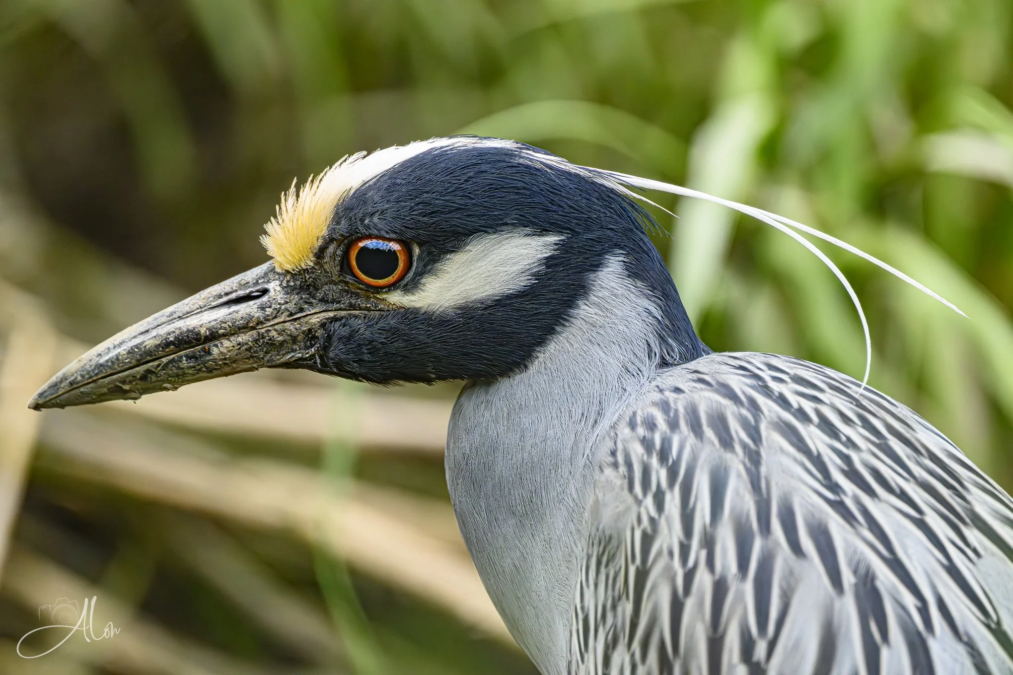 Mellow Yellow (Yellow-Crowned Night Heron) 0Z86427