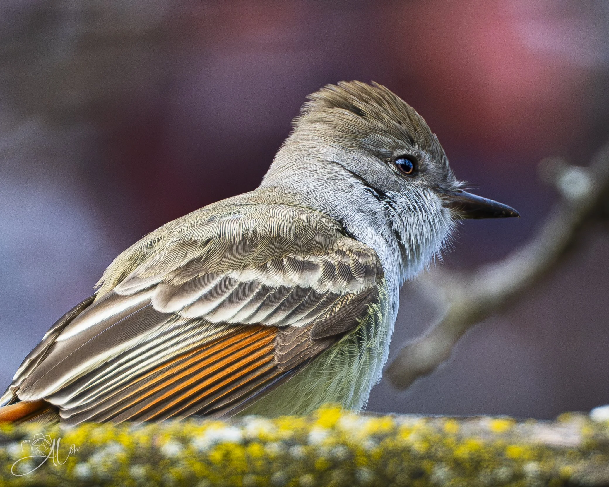 Everybody's Talking 'Bout the New Kid
(Ash Throated Flycatcher)
0Z88649