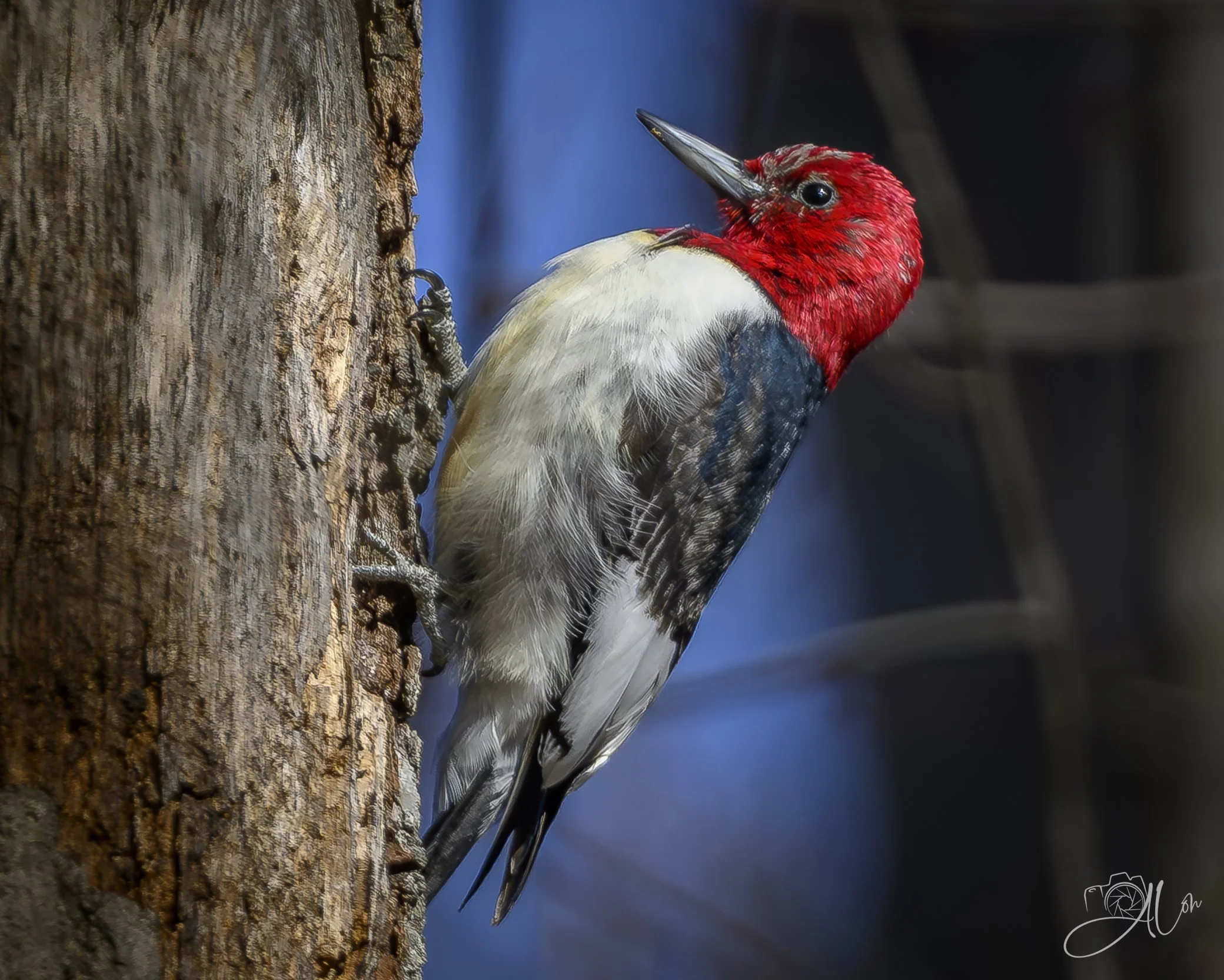 Tree-Hugger
(Red-Headed Woodpecker)
0Z86701