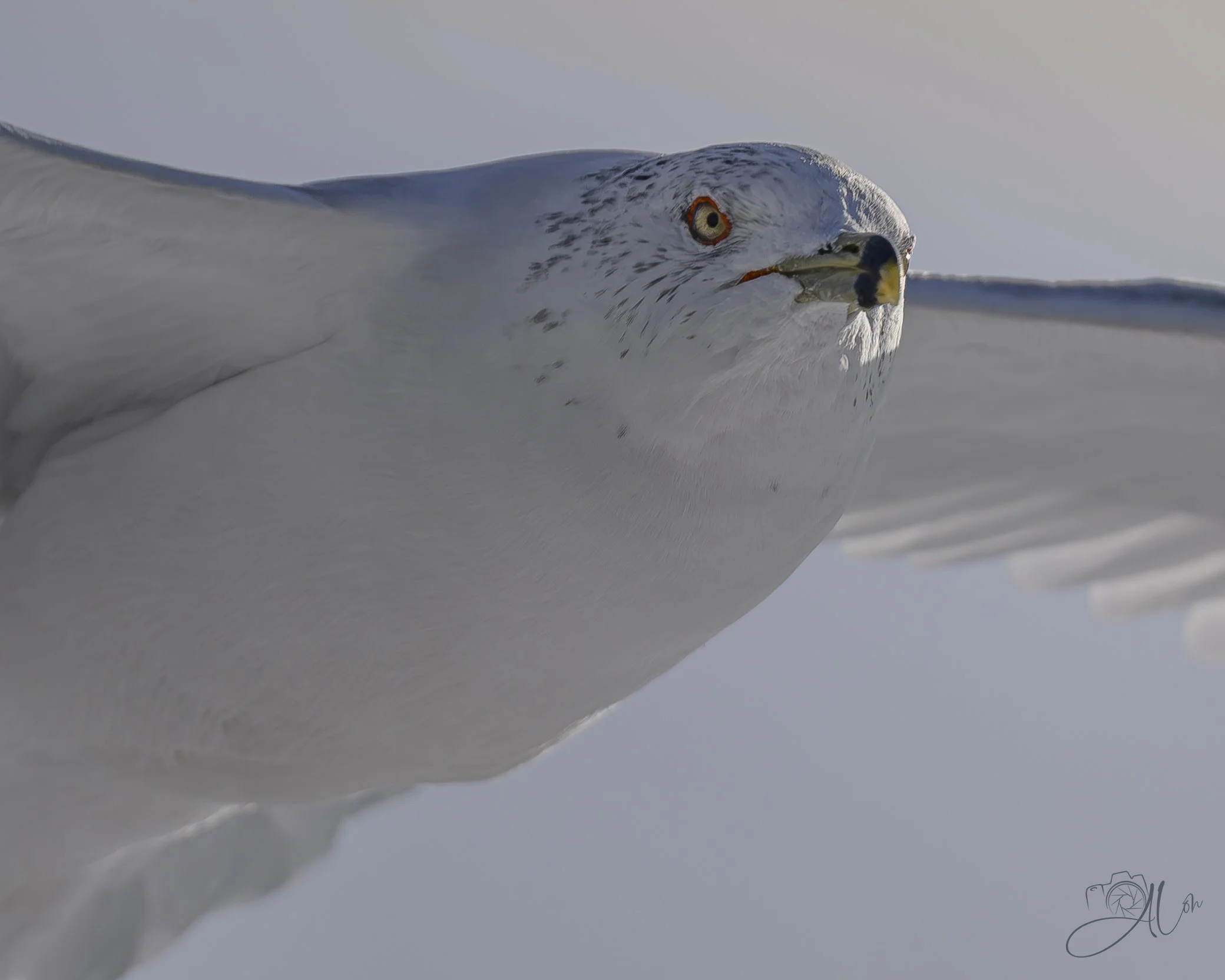 White On White
(Ring-billed Gull)
0Z83613