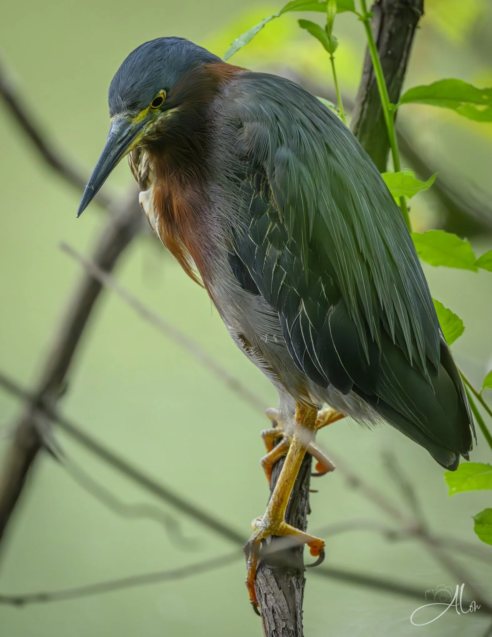 Isolationist (Green Heron) 071826_7688