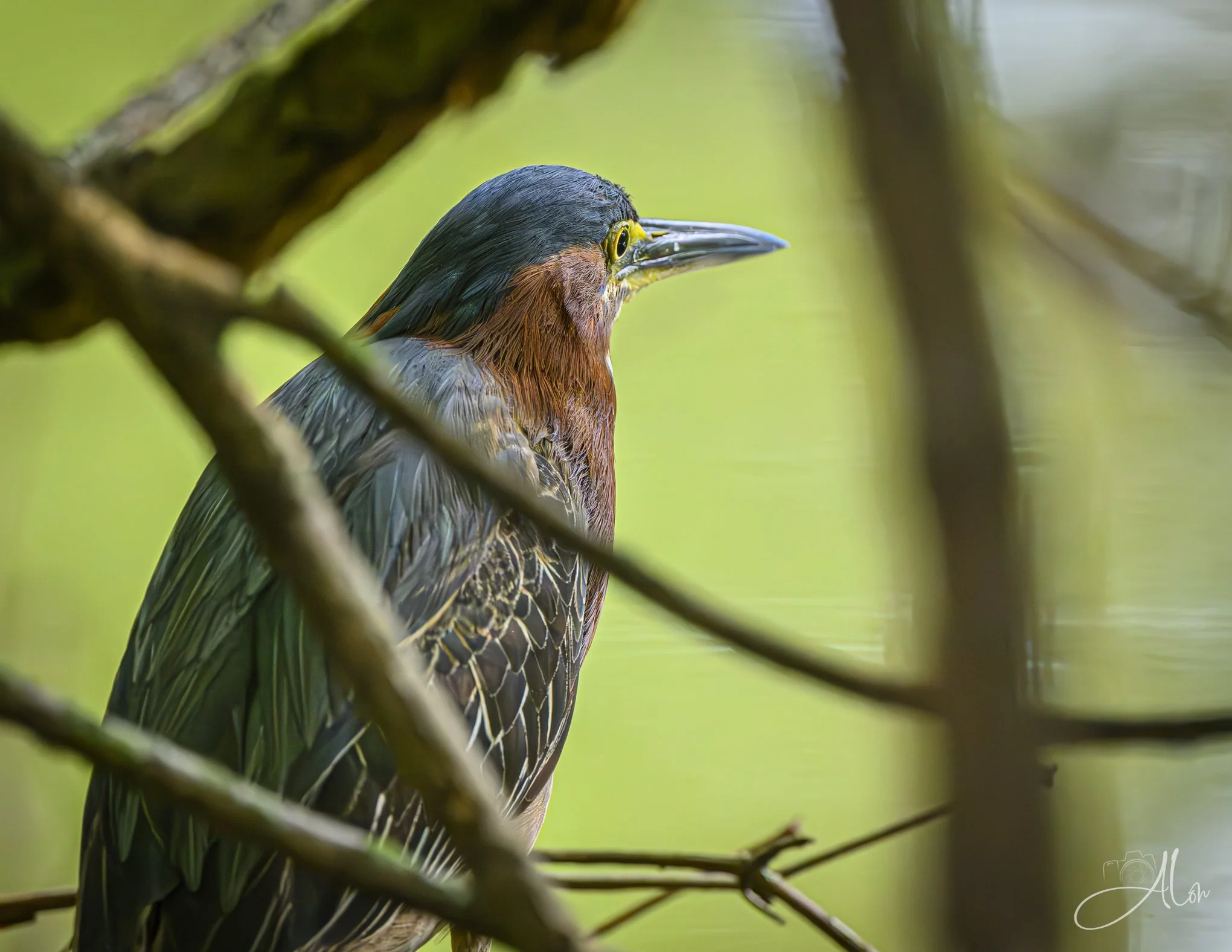 Pyle (Green Heron) Z8062826_4329
