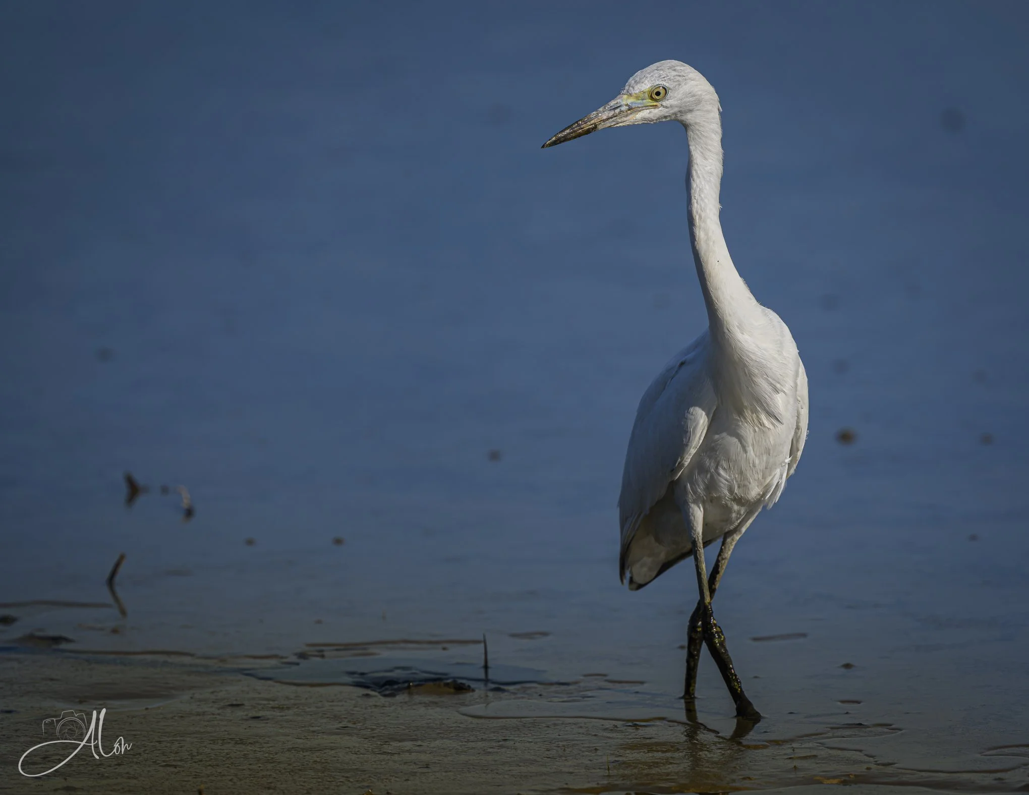 Bow-Legged (Little Blue Heron) 20260723_0008