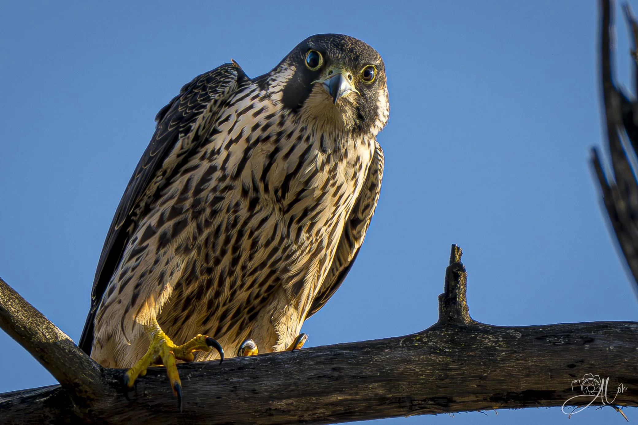 Spooked
(Peregrine Falcon)
0Z85849