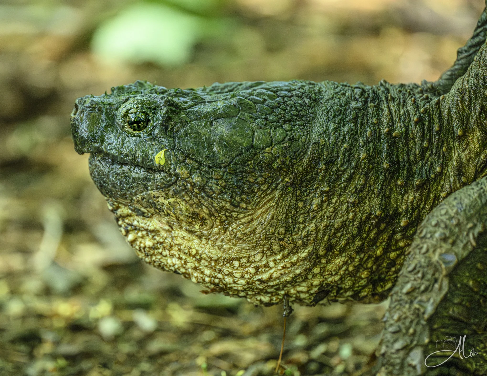 Common Snapping Turtle