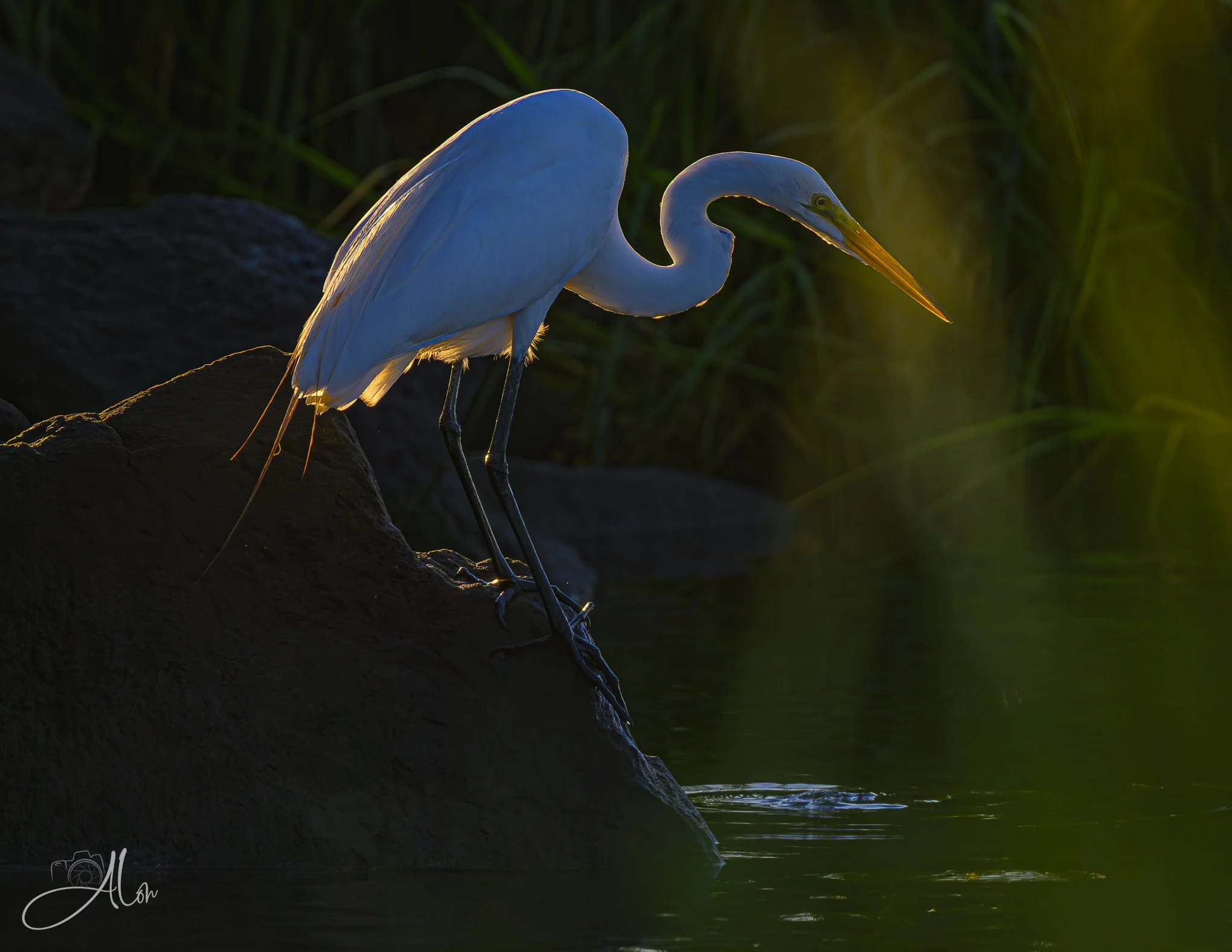 A Fine Line (Great Egret) Z8070826_2971