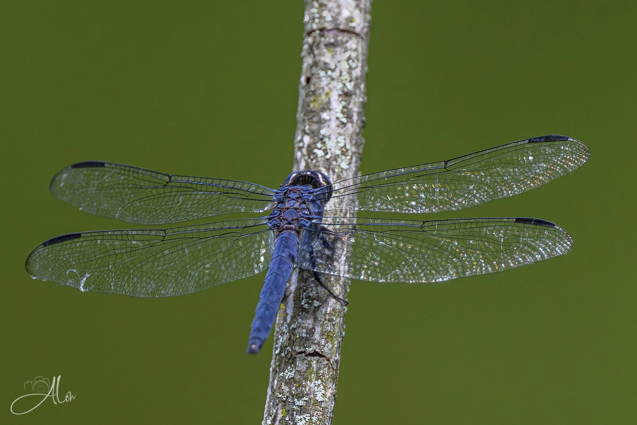 Deep Blue (Some kind of Dragonfly) 20260711_0233