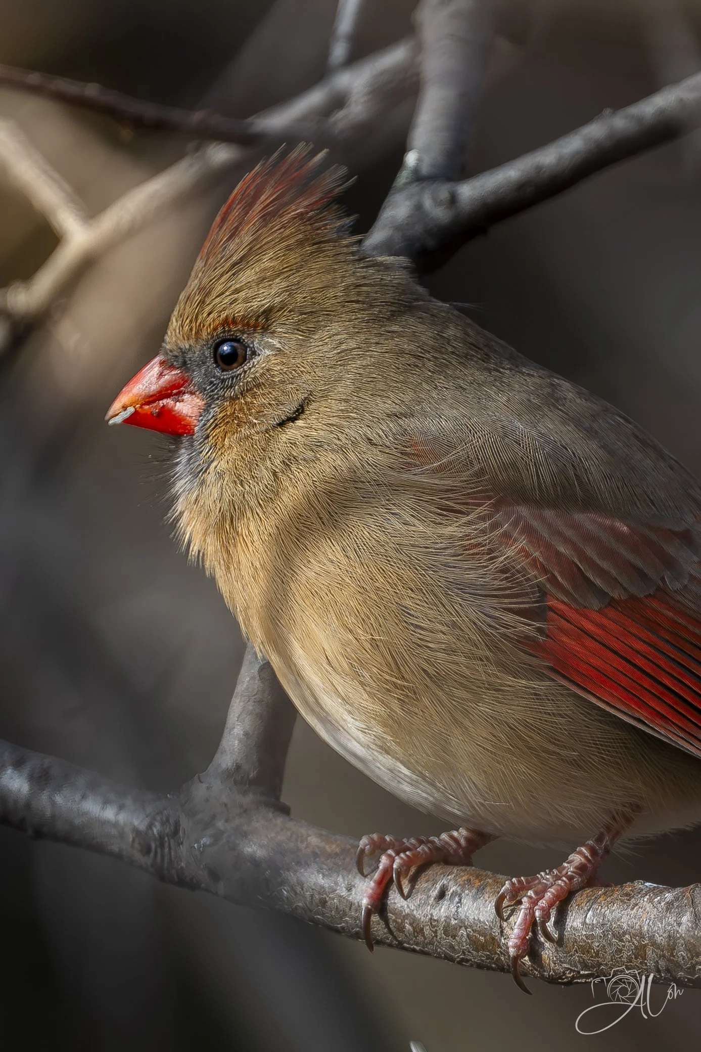 Waiting on a Friend
(Northern Cardinal)
0Z86330