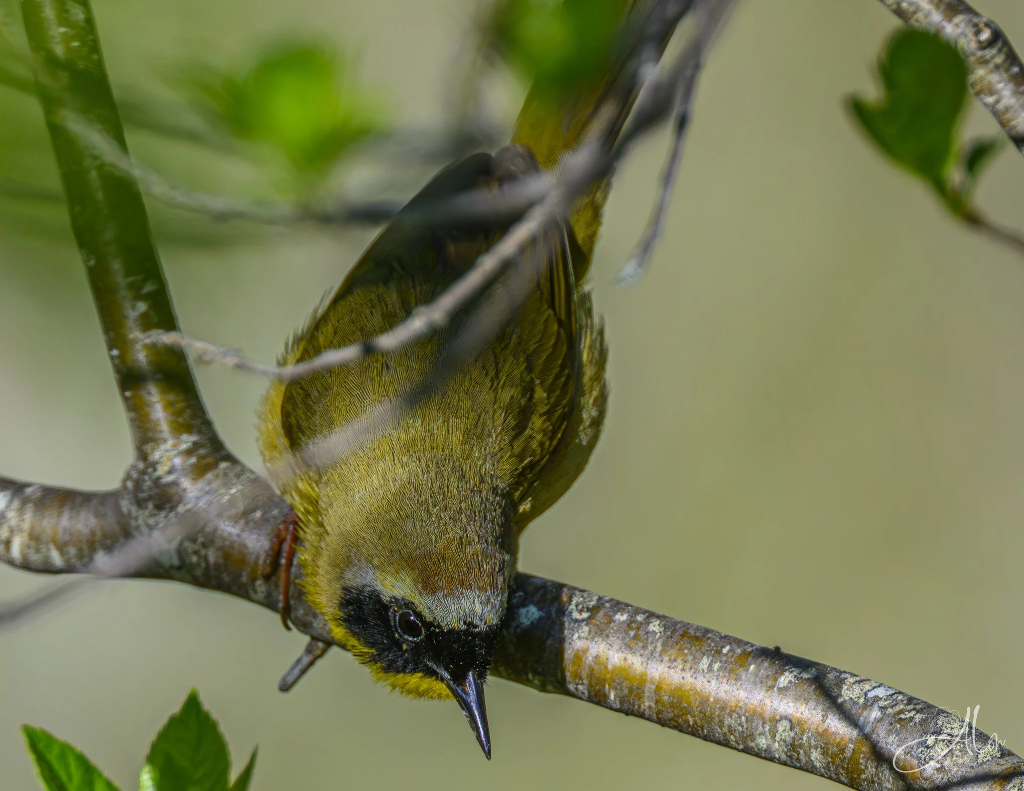 Ready to Pounce (Common Yellowthroat) 0Z89717