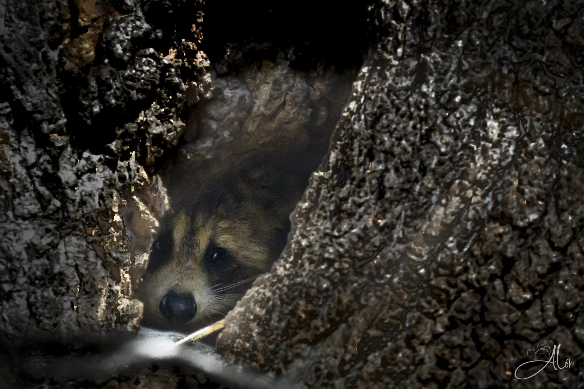 Peek-a-boo!
(Racoon)
0Z80415-Edit