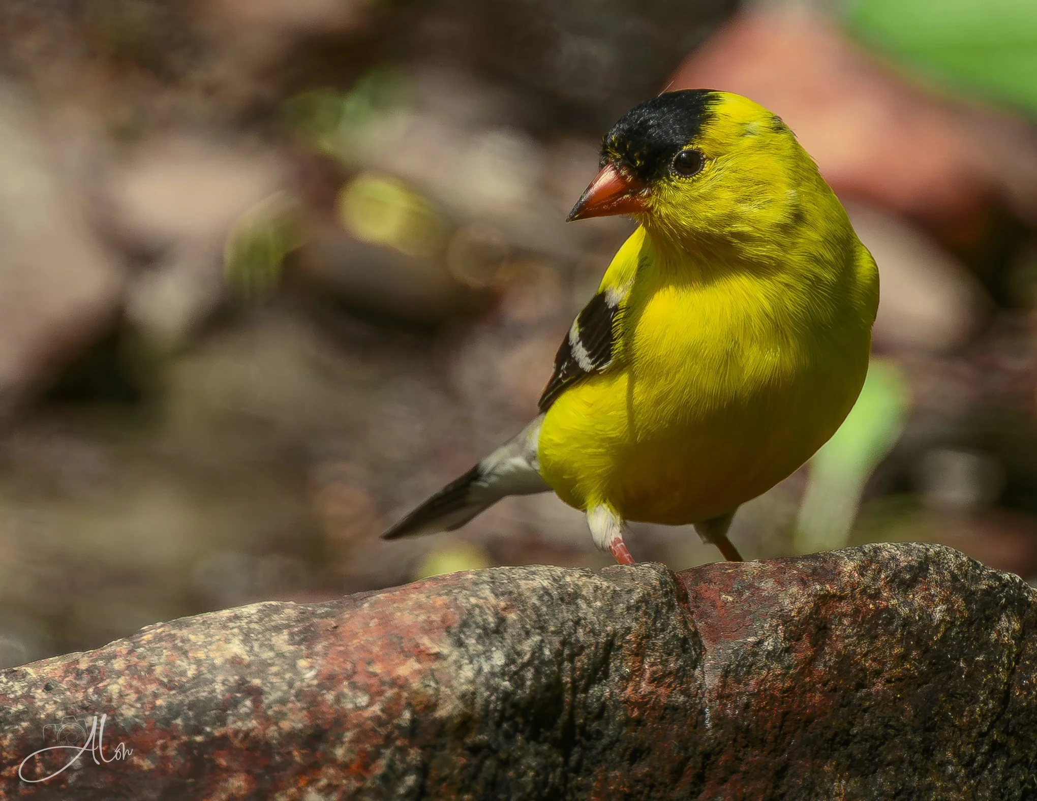 Quarry
(American Goldfinch)
0Z87032